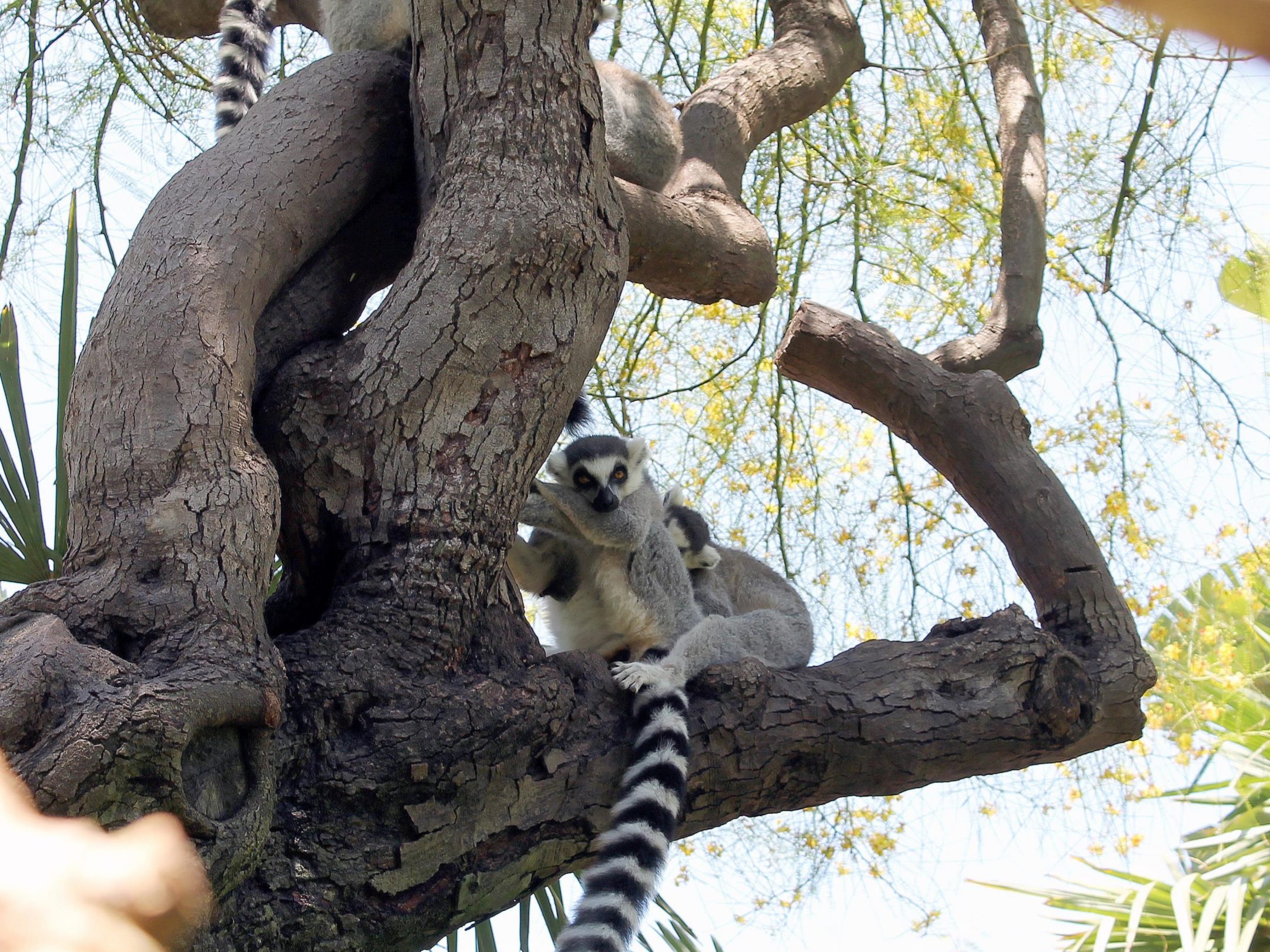 2160x1620 iPad wallpaper 4k Animal Wildlife Nature Plant iPad Wallpaper 2160x1620 pixels resolution