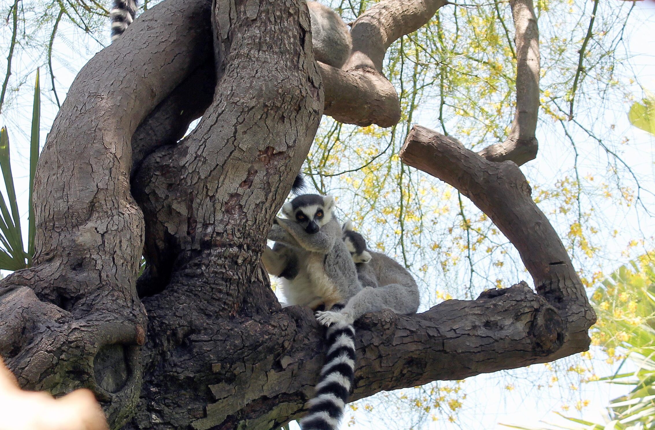 2266x1488 iPad Mini wallpapers Animal Wildlife Nature Plant iPad Wallpaper 2266x1488 pixels resolution