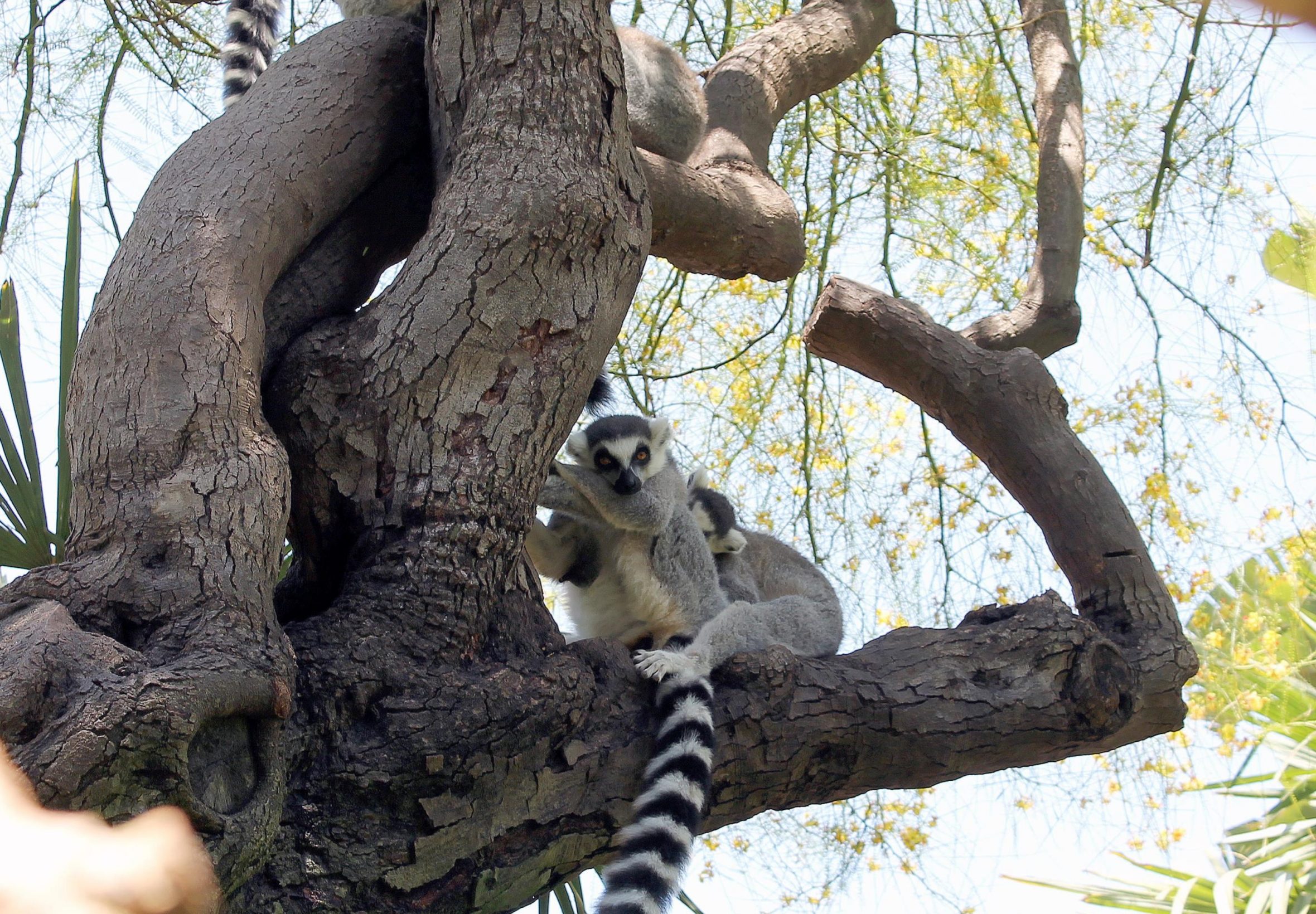 2360x1640 iPad Air wallpaper 4k Animal Wildlife Nature Plant iPad Wallpaper 2360x1640 pixels resolution