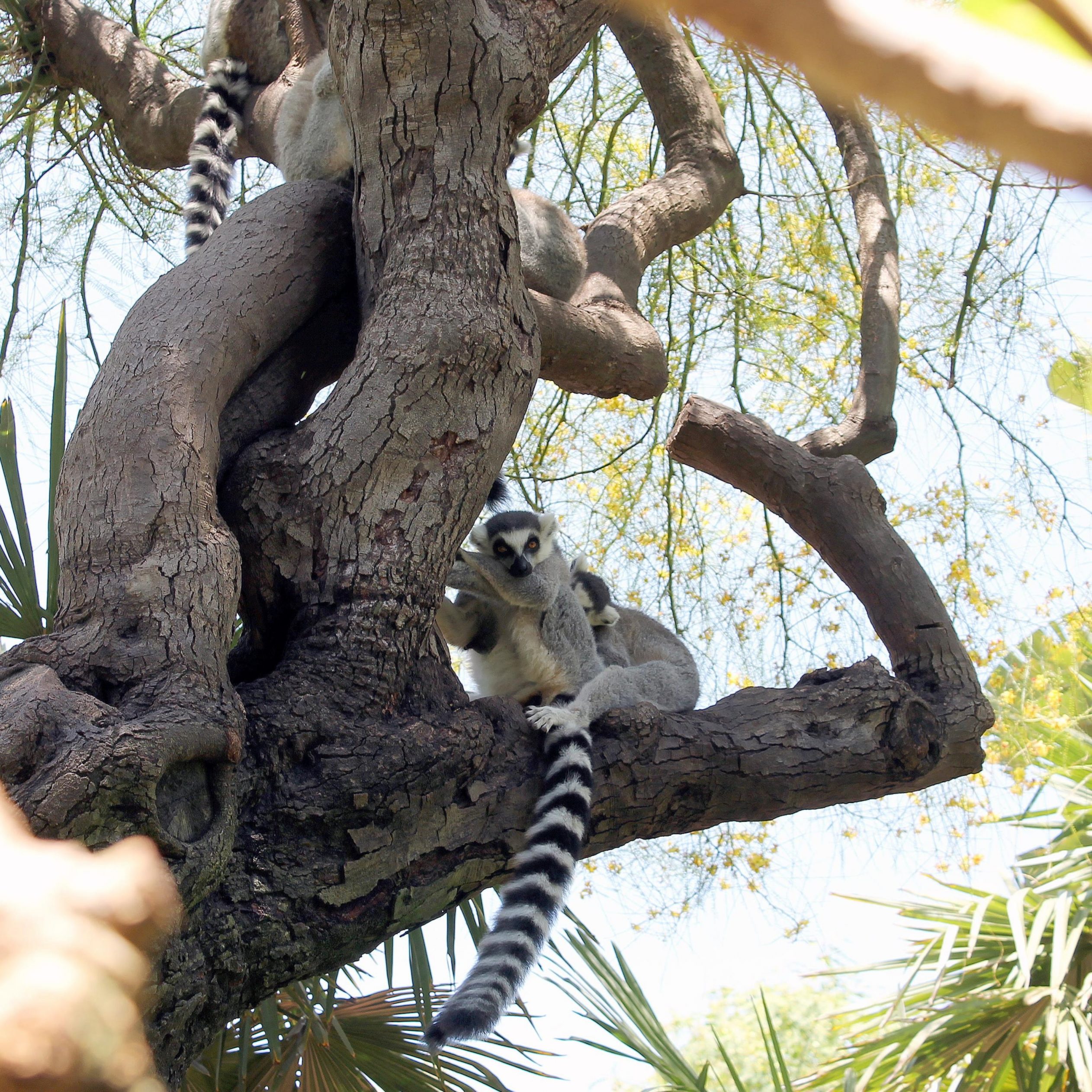 2524x2524 Parallax wallpaper 4k Animal Wildlife Nature Plant iPad Wallpaper 2524x2524 pixels resolution