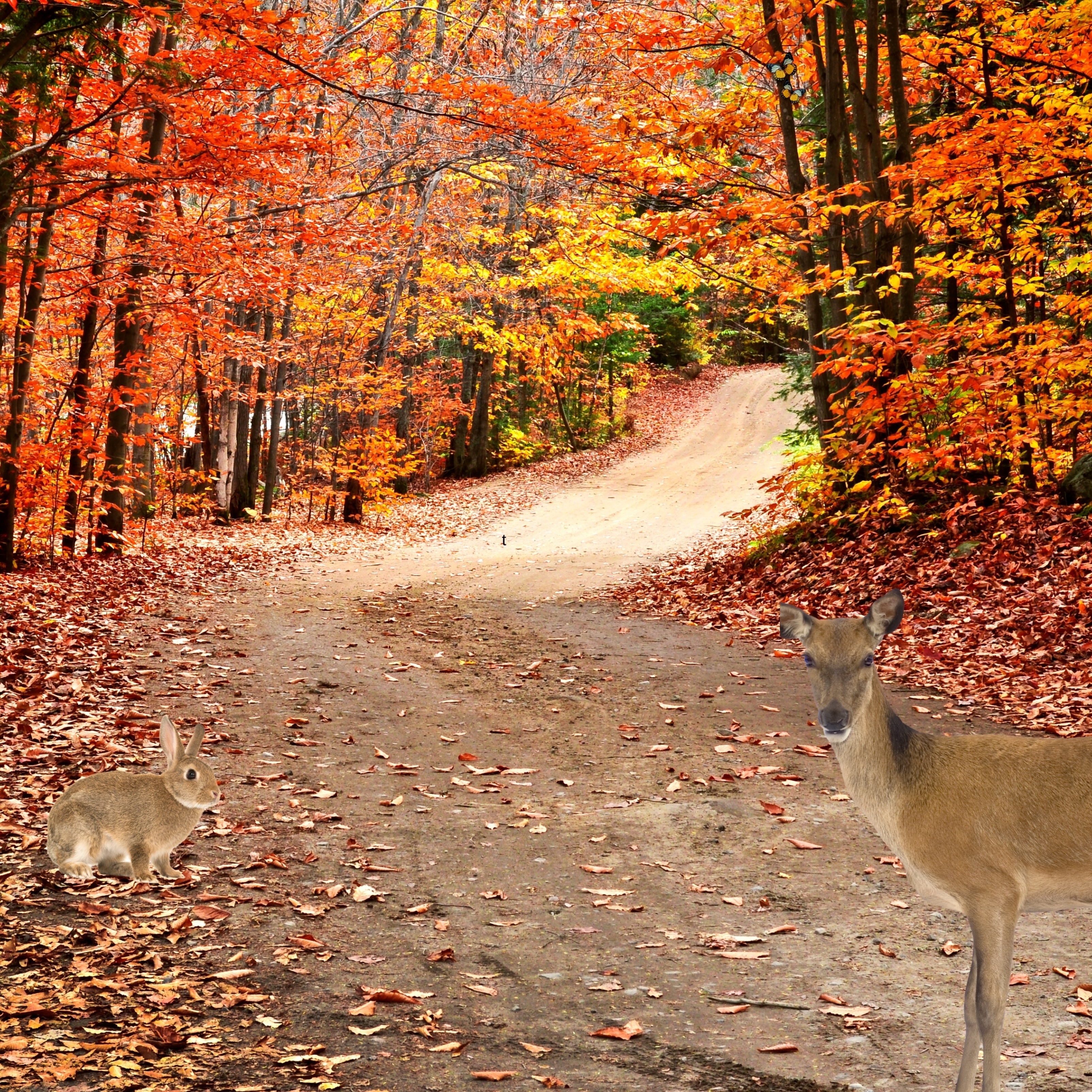 Autumn animals iPad wallpaper