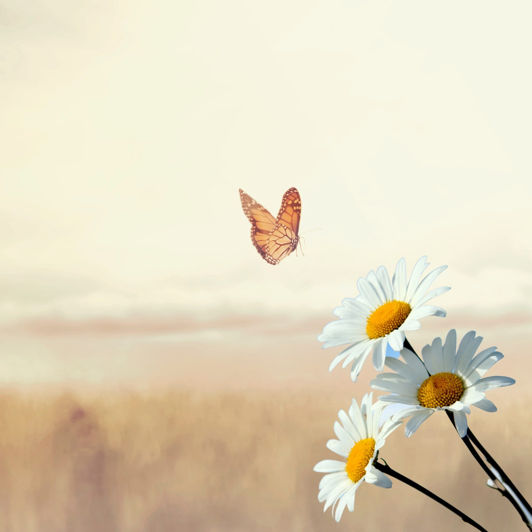 2048x2048 wallpapers iPad retina Butterfly Daisies Outdoors Flower Nature iPad Wallpaper 2048x2048 pixels resolution