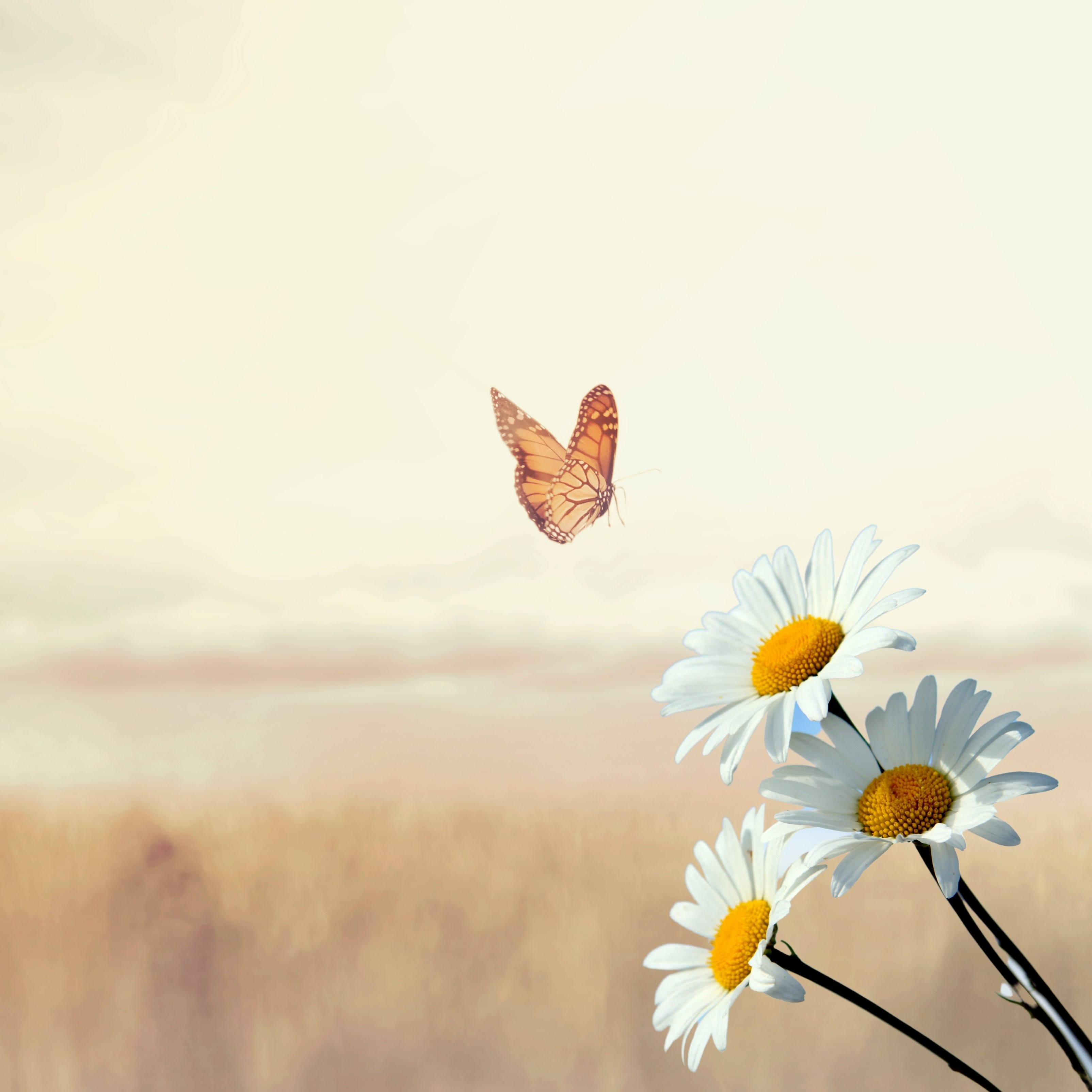 HD iPad Wallpapers 4K Butterfly Daisies Outdoors Flower Nature iPad Wallpaper 3208X3208 pixels