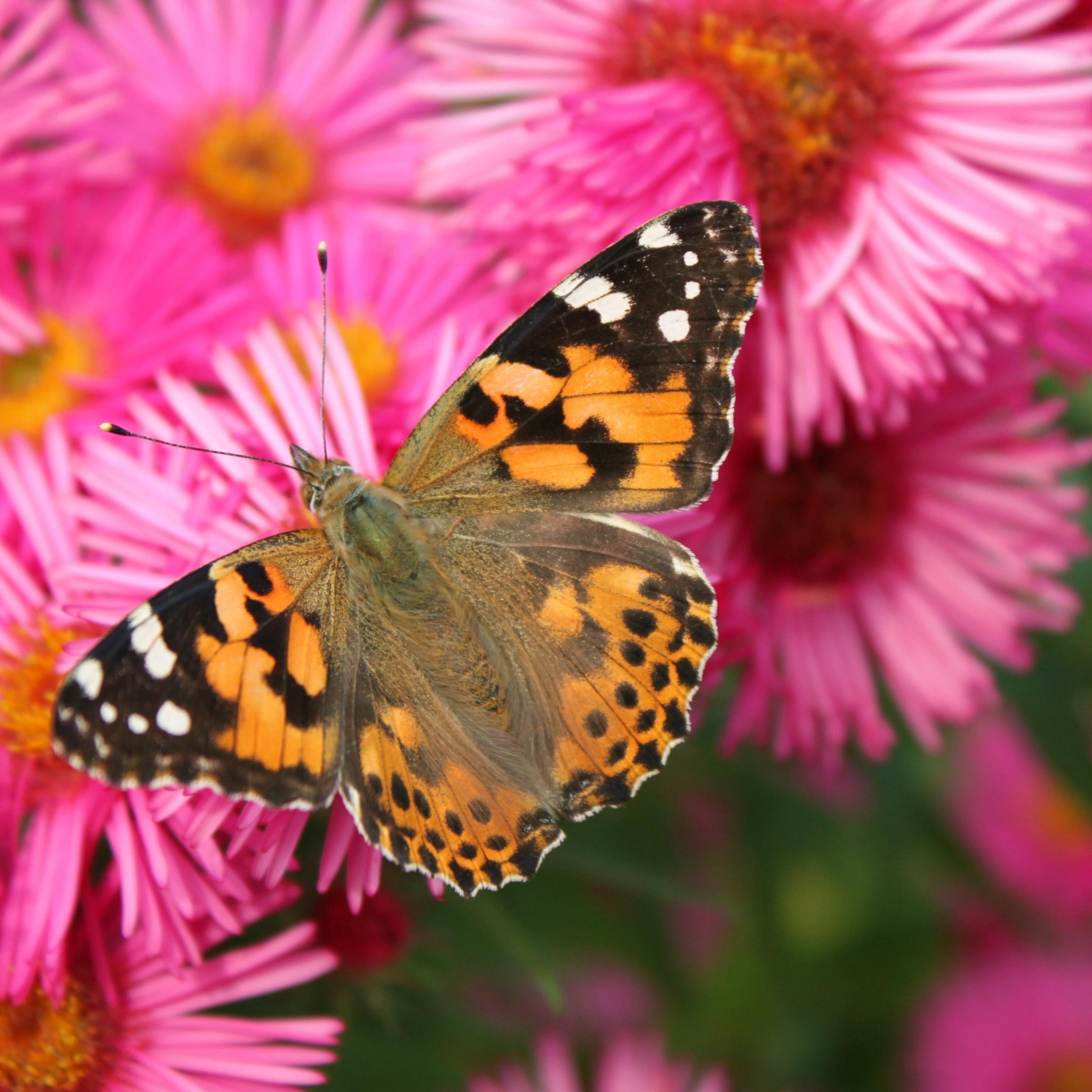 iPad Air wallpapers Butterfly iPad Wallpaper