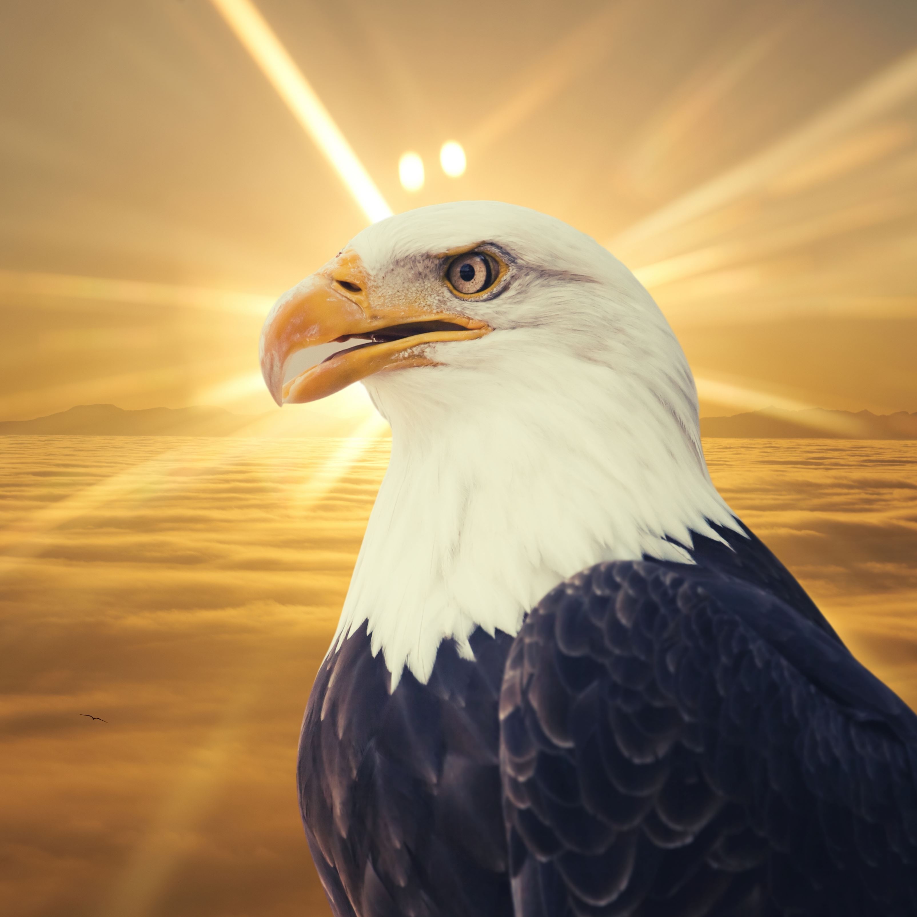 iPad Wallpapers Eagle Sun Ocean Water iPad Wallpaper 3208x3208 px