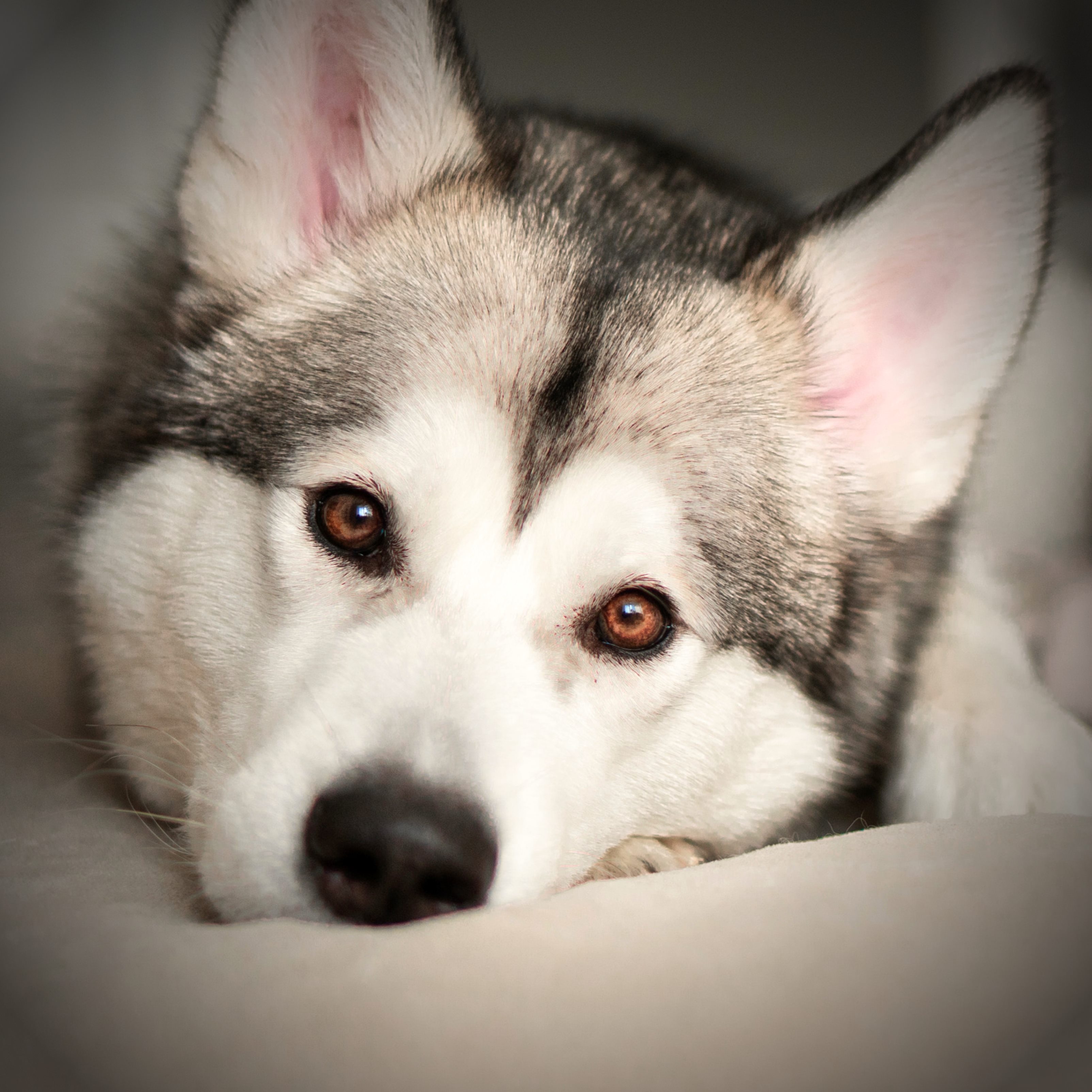 Husky Dog iPad Wallpaper