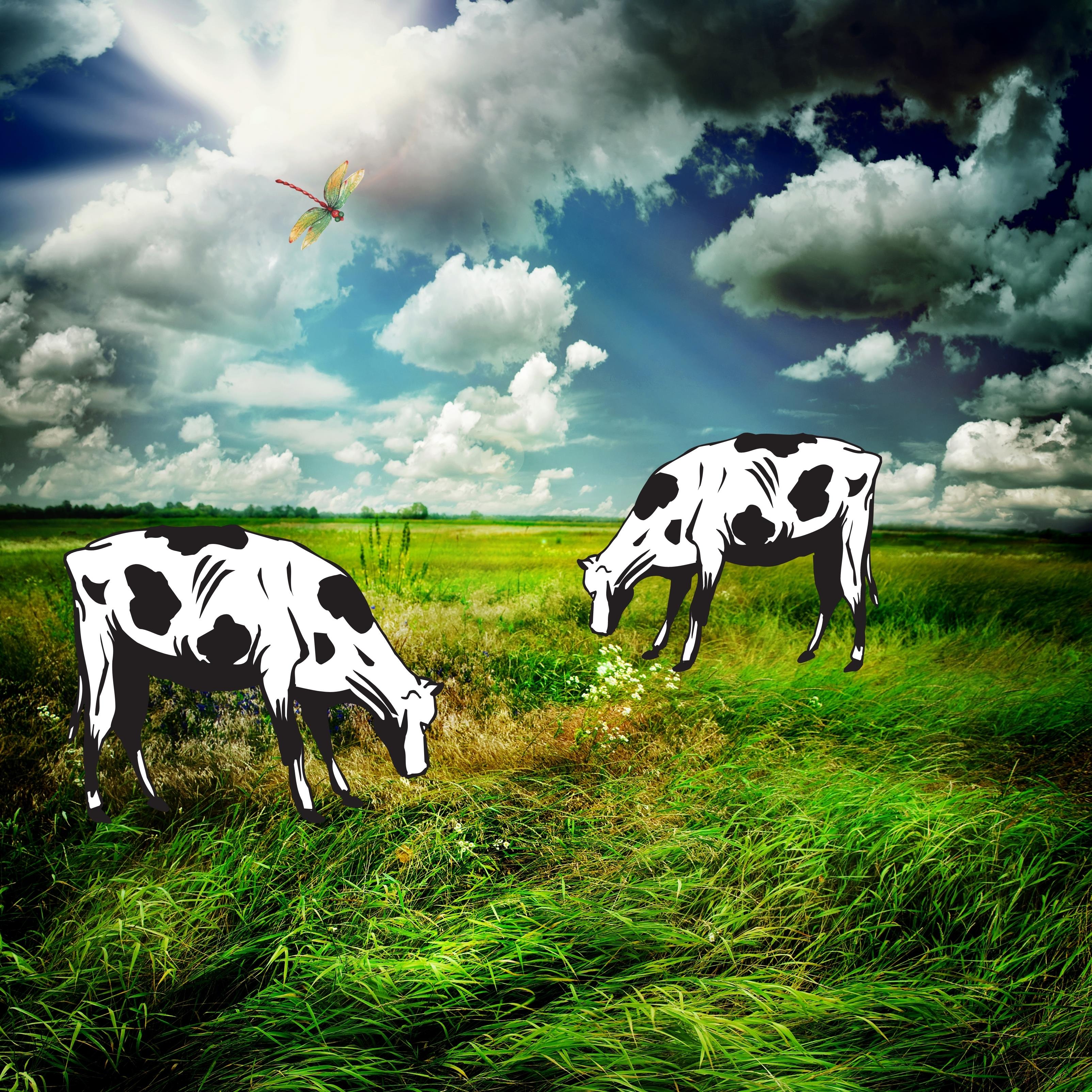 Nature Grass Sky Clouds Cows iPad Wallpaper