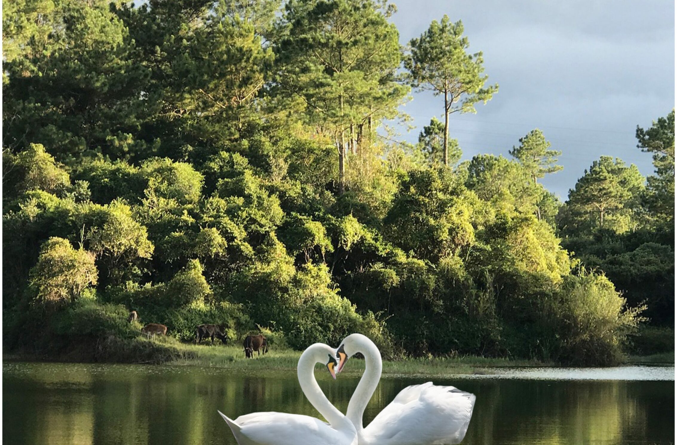 2266x1488 iPad Mini wallpapers Nature Trees Swan Beauty iPad Wallpaper 2266x1488 pixels resolution