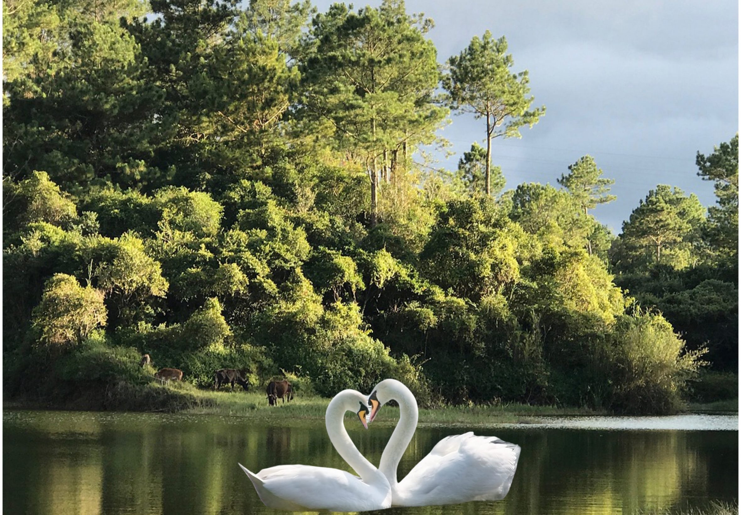 2360x1640 iPad Air wallpaper 4k Nature Trees Swan Beauty iPad Wallpaper 2360x1640 pixels resolution