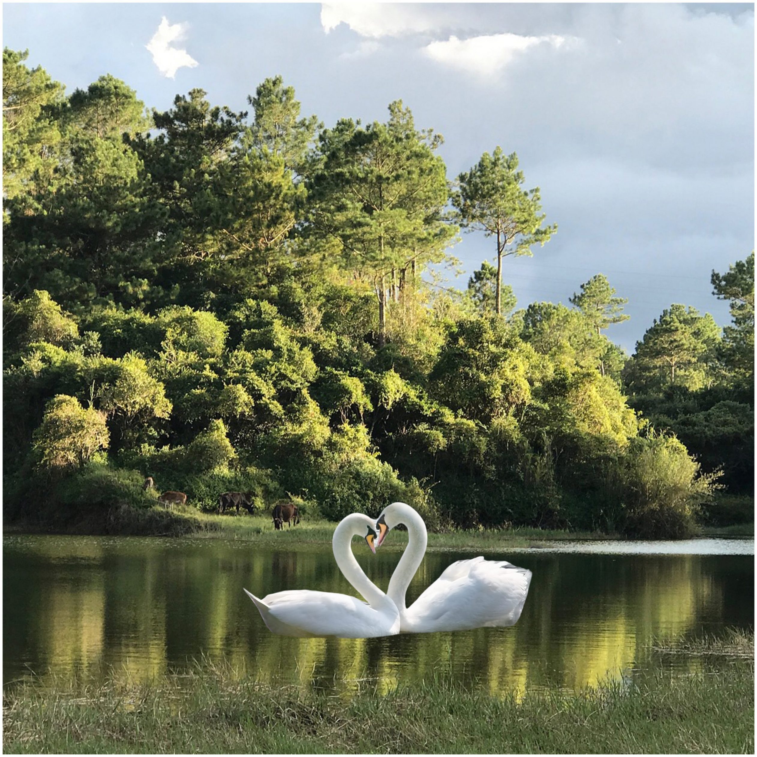 2524x2524 Parallax wallpaper 4k Nature Trees Swan Beauty iPad Wallpaper 2524x2524 pixels resolution
