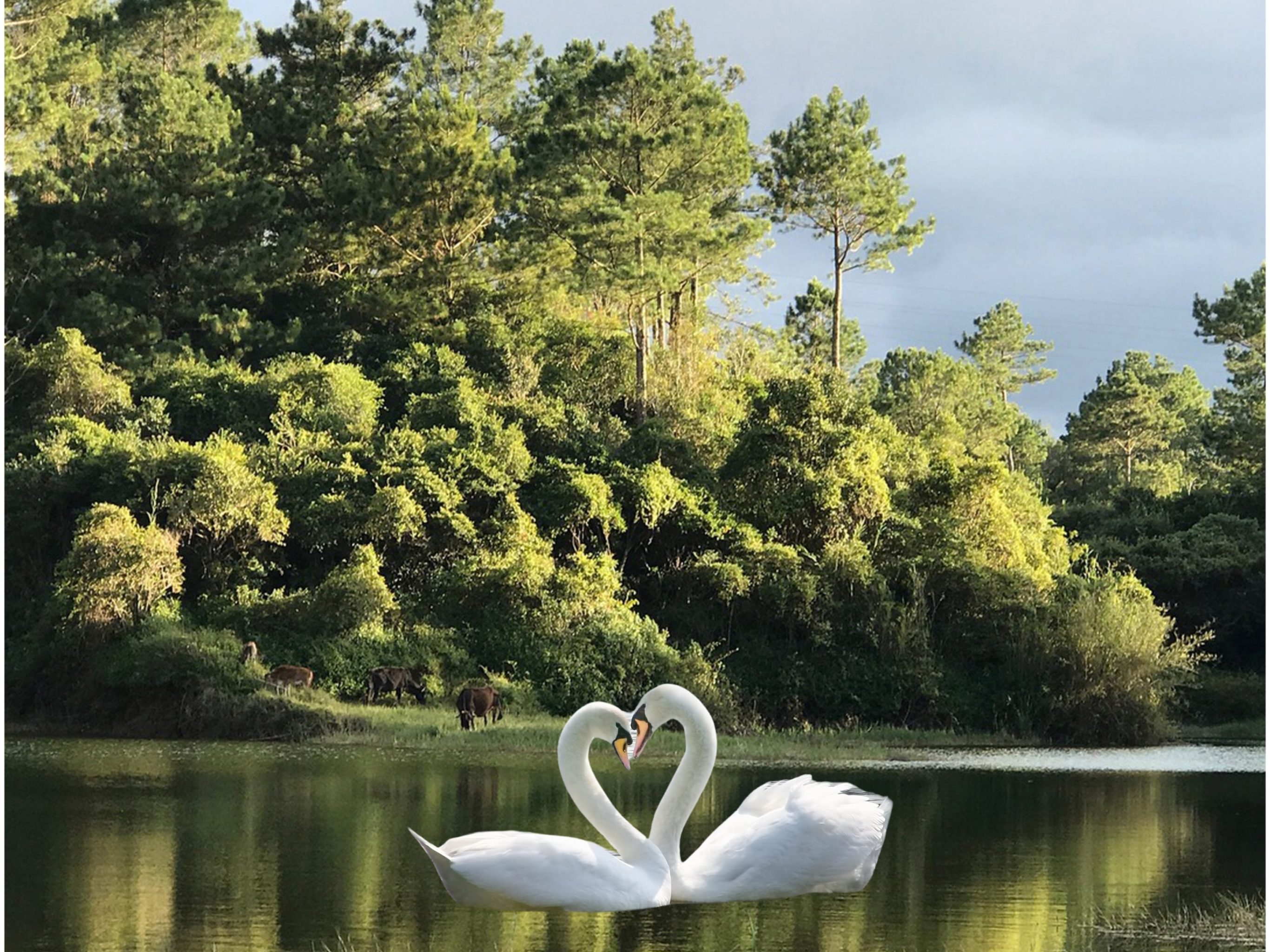 2732x2048 iPad air iPad Pro wallpapers Nature Trees Swan Beauty iPad Wallpaper 2732x2048 pixels resolution
