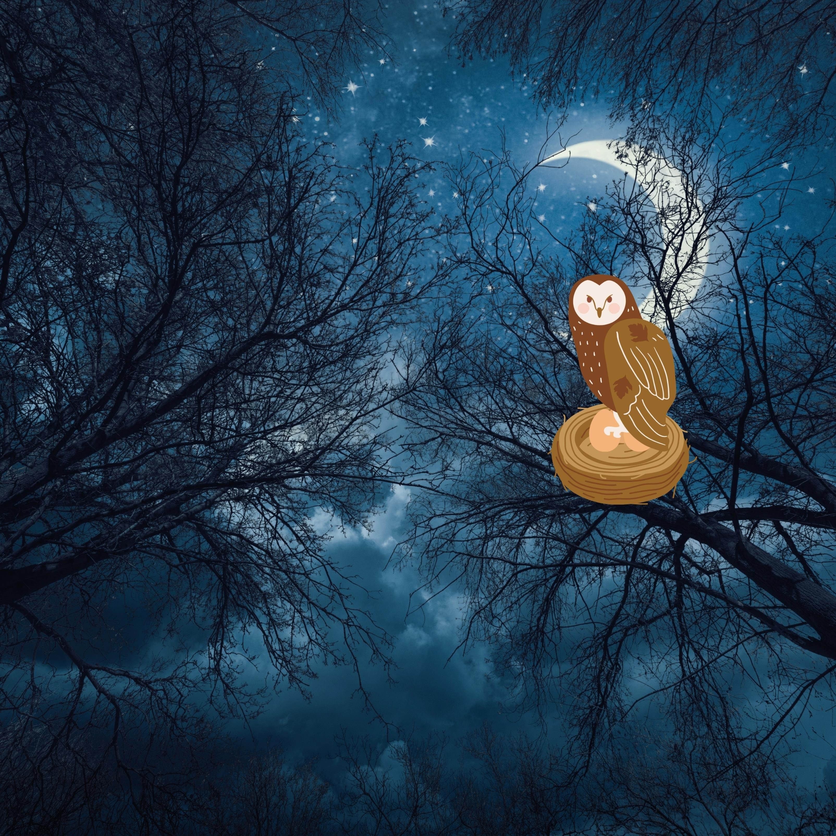 iPad Wallpapers Owl Night Sky Moon iPad Wallpaper 3208x3208 px