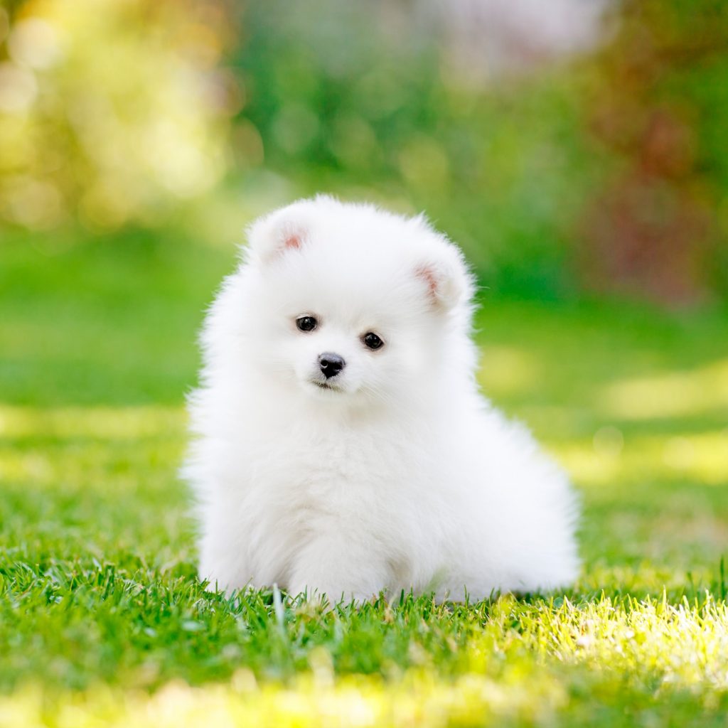 iPad Mini wallpapers Pomeranian Puppy Pet iPad Wallpaper