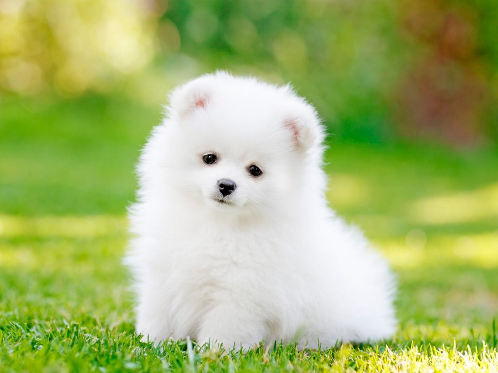 1024x768 wallpaper 4k Pomeranian Puppy Pet iPad Wallpaper 1024x768 pixels resolution