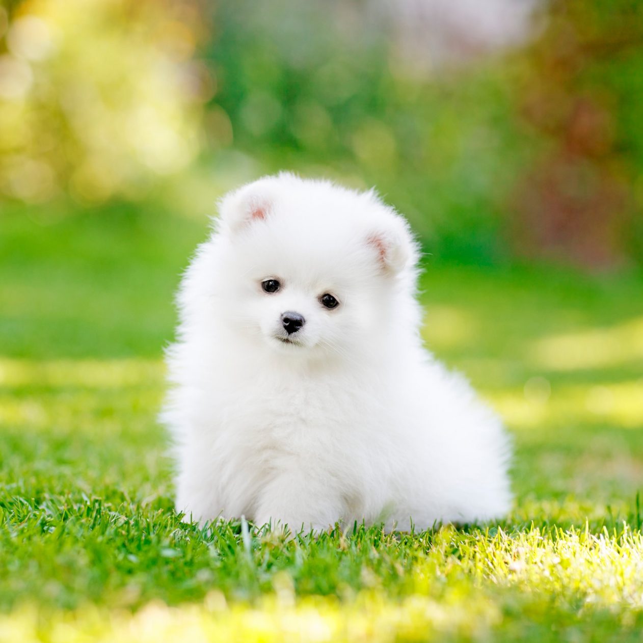 1262x1262 Parallax wallpaper 4k Pomeranian Puppy Pet iPad Wallpaper 1262x1262 pixels resolution