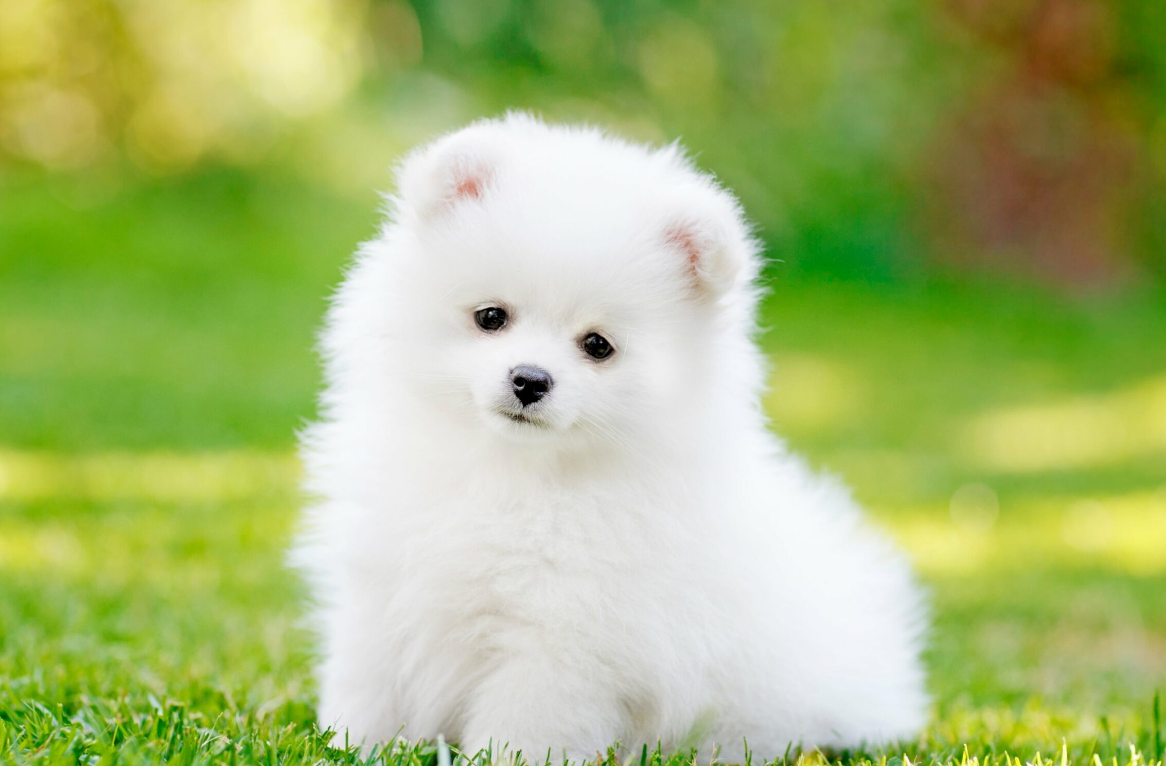 2266x1488 iPad Mini wallpapers Pomeranian Puppy Pet iPad Wallpaper 2266x1488 pixels resolution