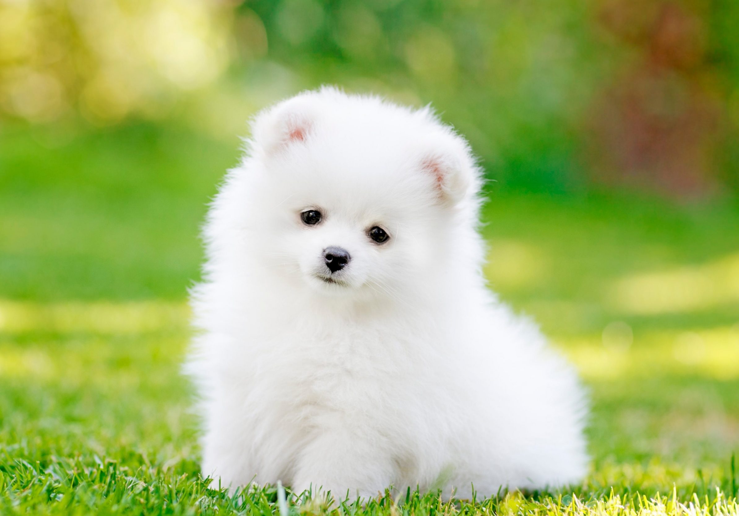 2388x1668 iPad Pro wallpapers Pomeranian Puppy Pet iPad Wallpaper 2388x1668 pixels resolution