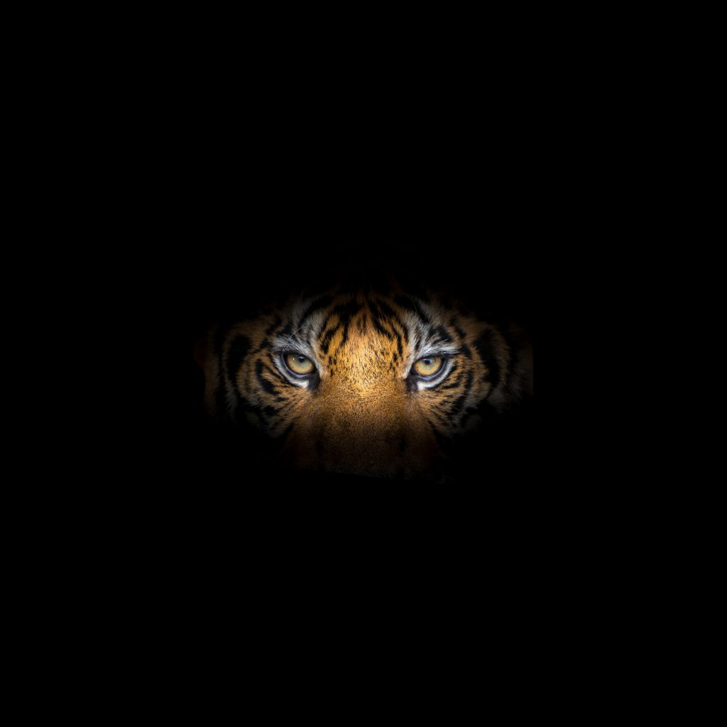 1024x1024 wallpaper 4k Tiger Face Black Background iPad Wallpaper 1024x1024 pixels resolution