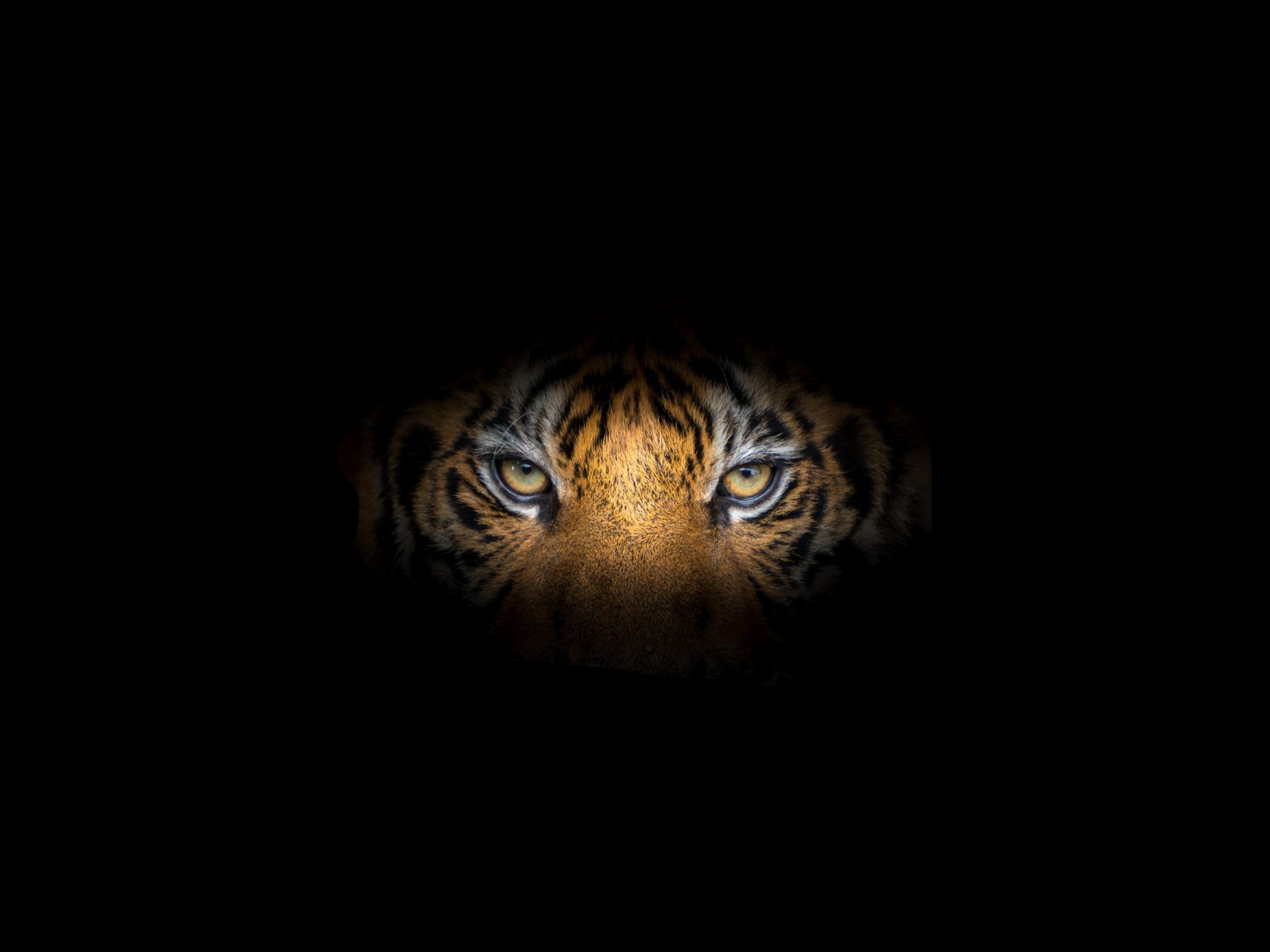 2048x1536 wallpaper Tiger Face Black Background iPad Wallpaper 2048x1536 pixels resolution