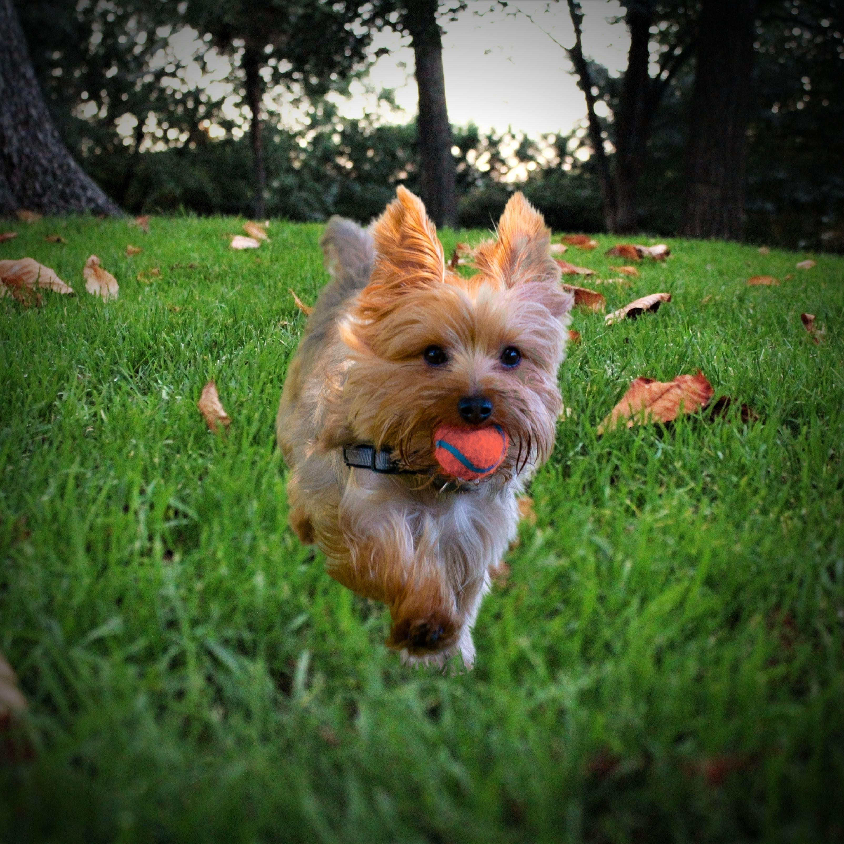 Yorkie Puppy Cute Grass iPad Wallpaper