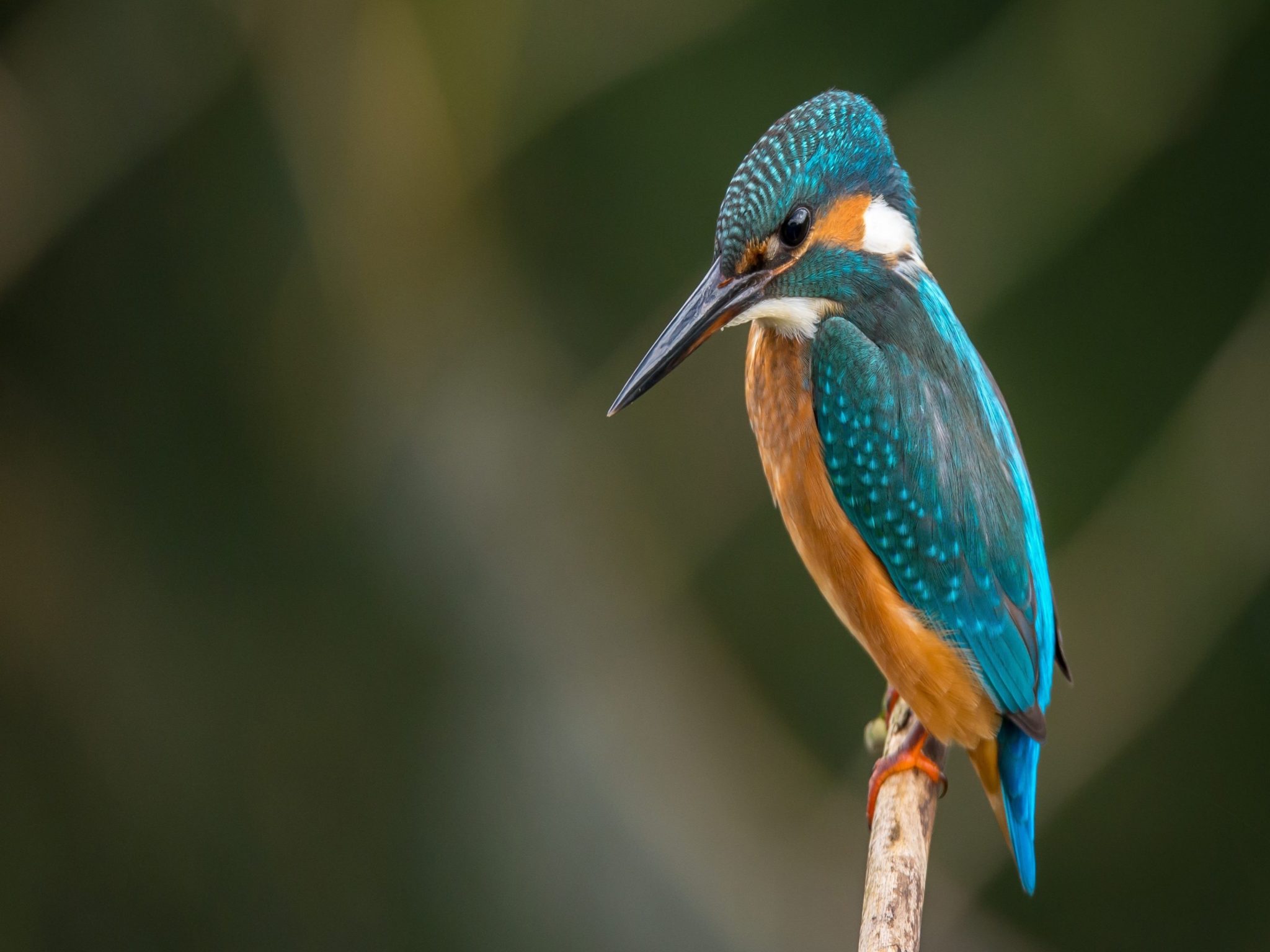 2048x1536 wallpaper Blue Hummingbird Ipad Wallpaper 2048x1536 pixels resolution
