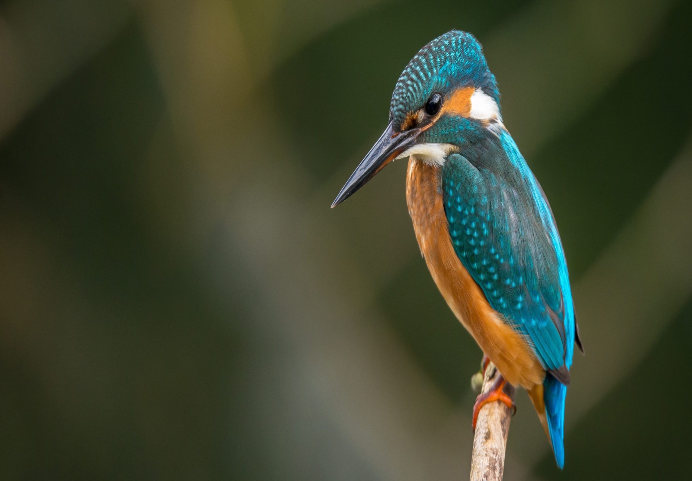2360x1640 iPad Air wallpaper 4k Blue Hummingbird Ipad Wallpaper 2360x1640 pixels resolution