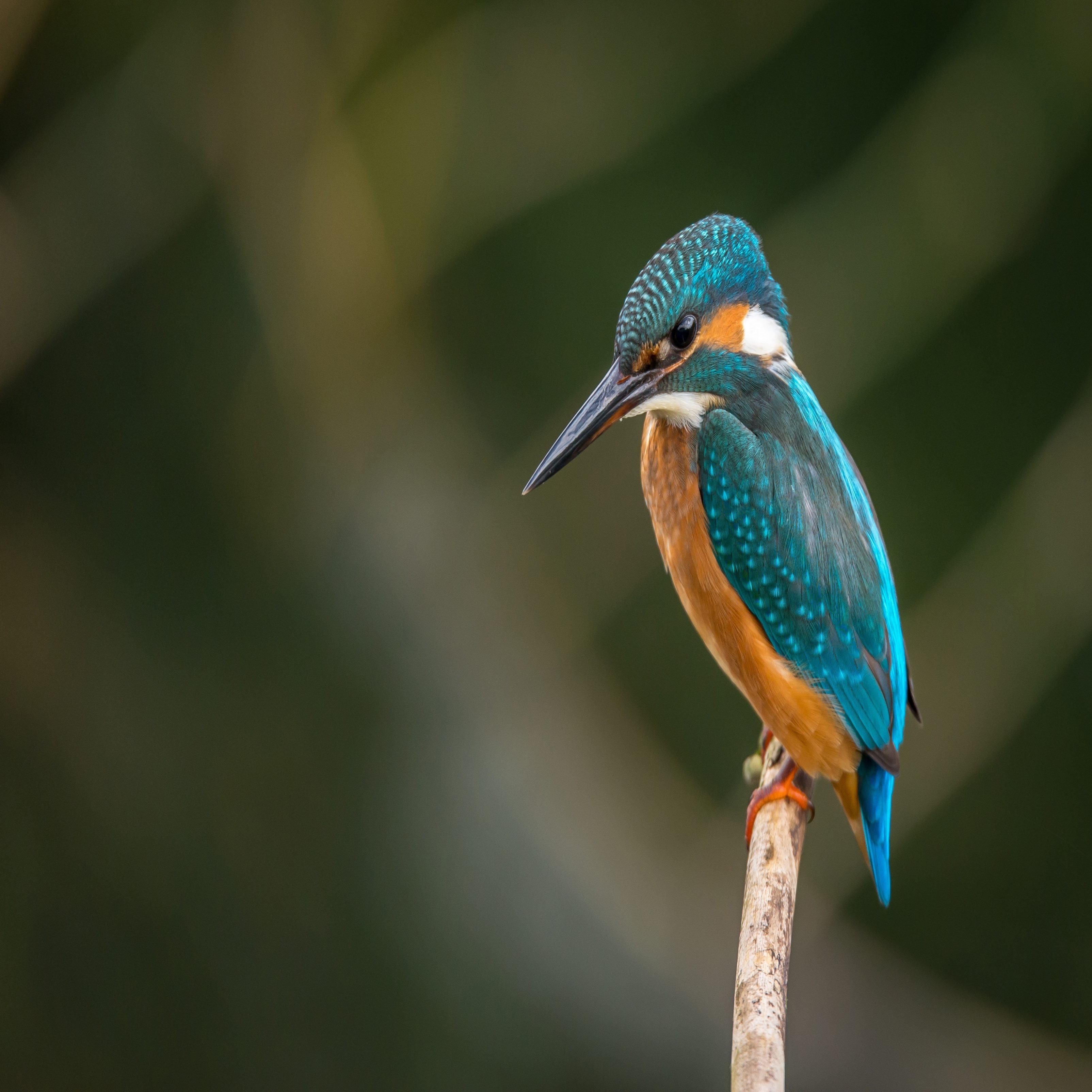 Blue Hummingbird Ipad Wallpaper