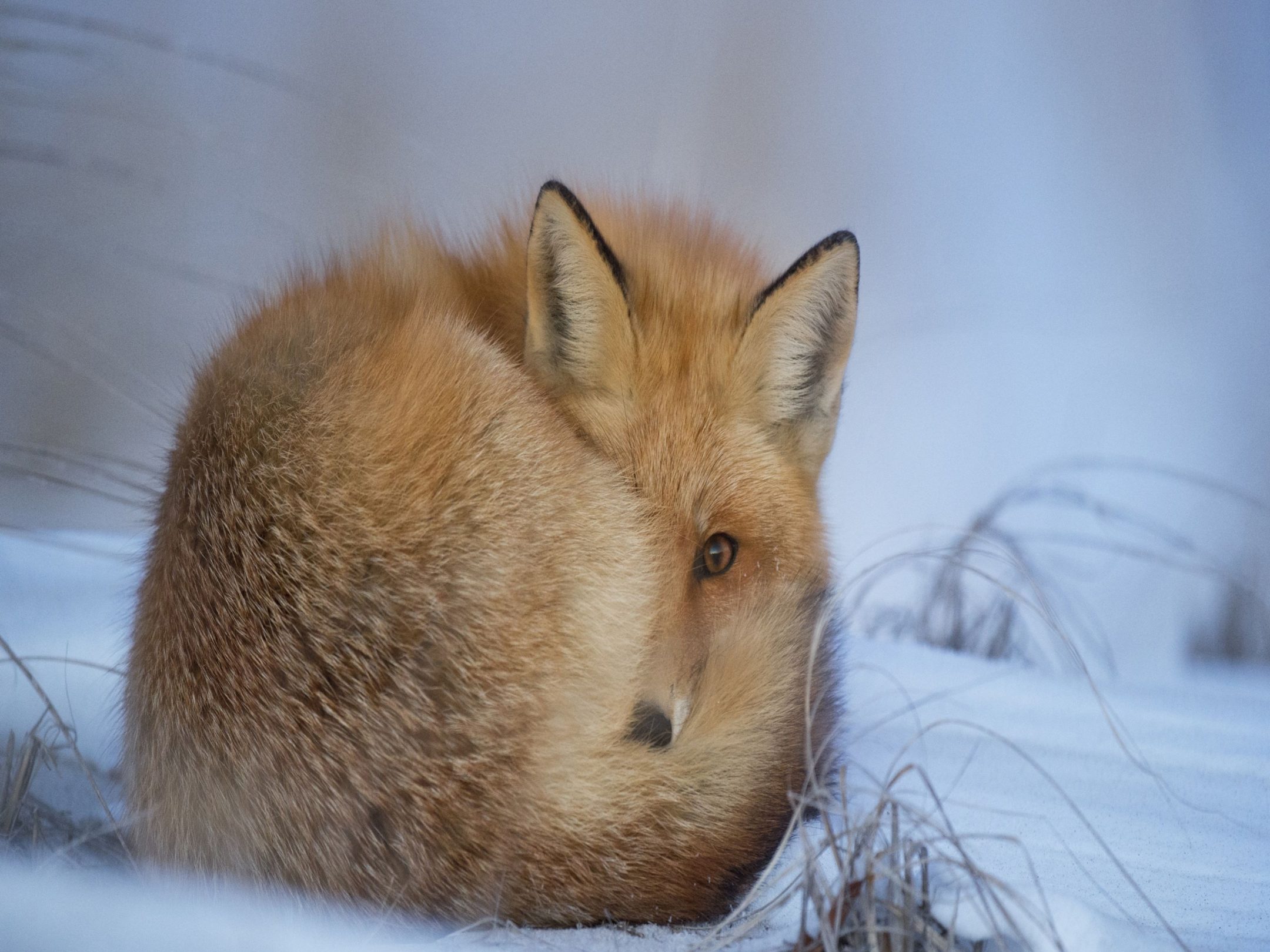 2160x1620 iPad wallpaper 4k Fox Snow Ipad Wallpaper 2160x1620 pixels resolution