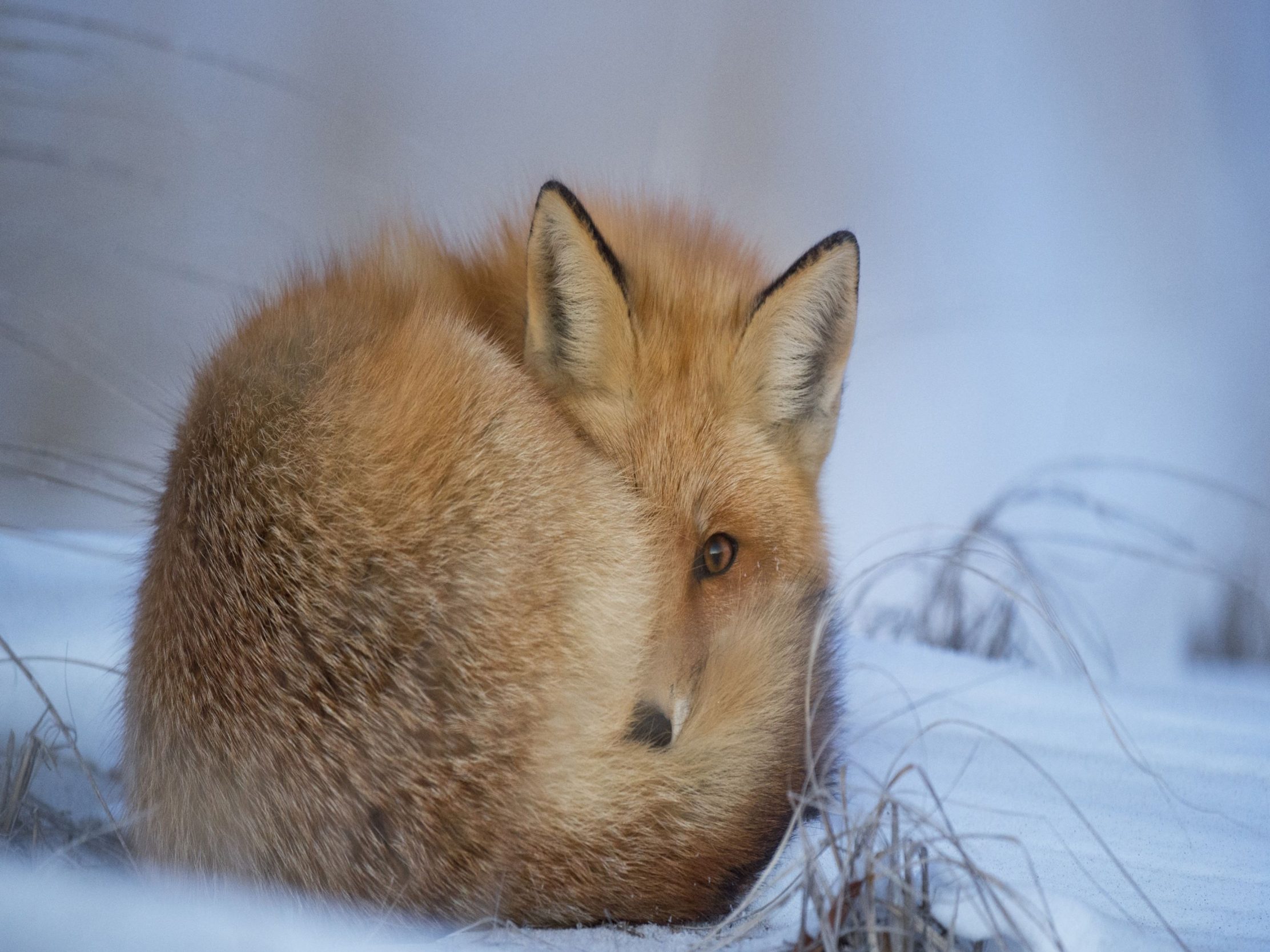 2224x1668 iPad Pro wallpapers Fox Snow Ipad Wallpaper 2224x1668 pixels resolution