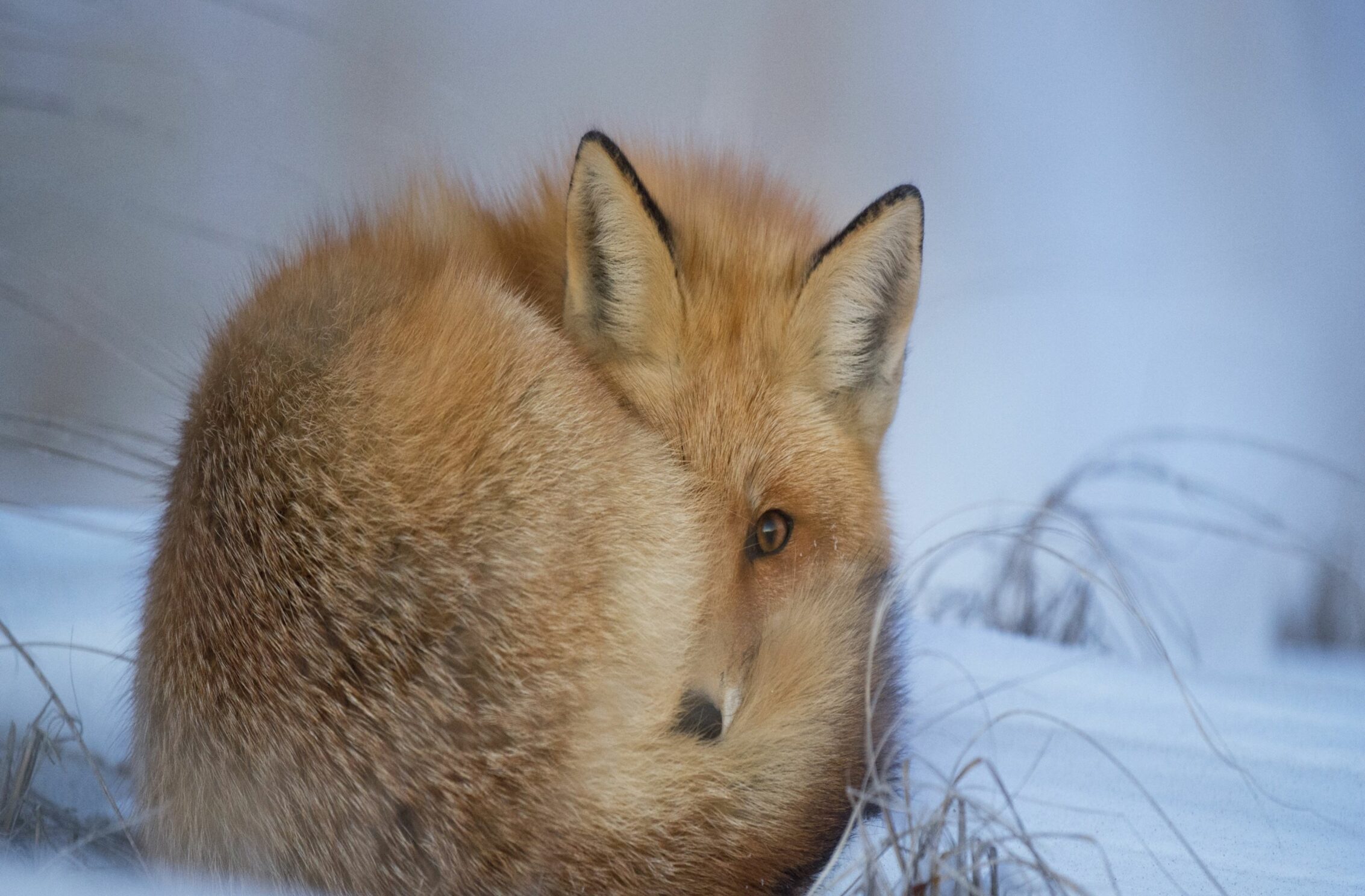 2266x1488 wallpaper Fox Snow Ipad Wallpaper 2266x1488 pixels resolution