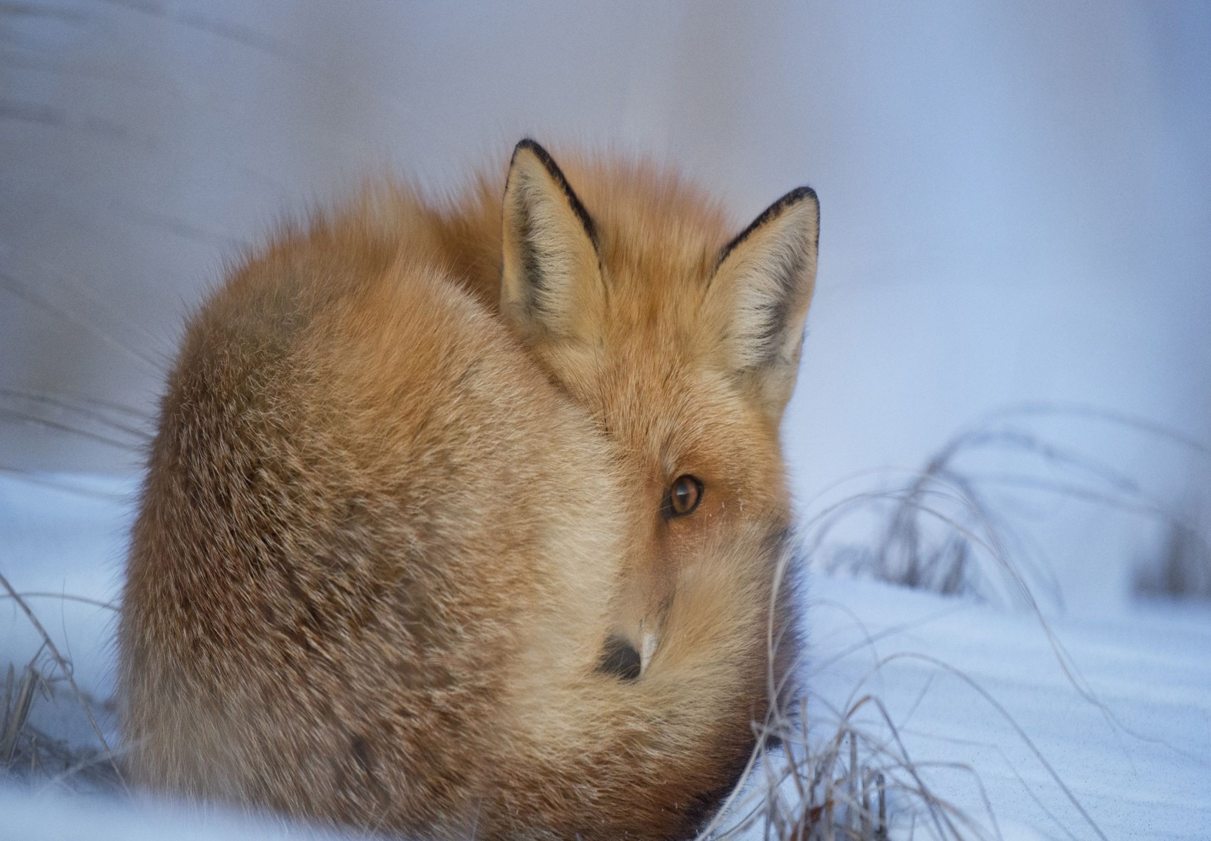 2360x1640 iPad Air wallpaper 4k Fox Snow Ipad Wallpaper 2360x1640 pixels resolution