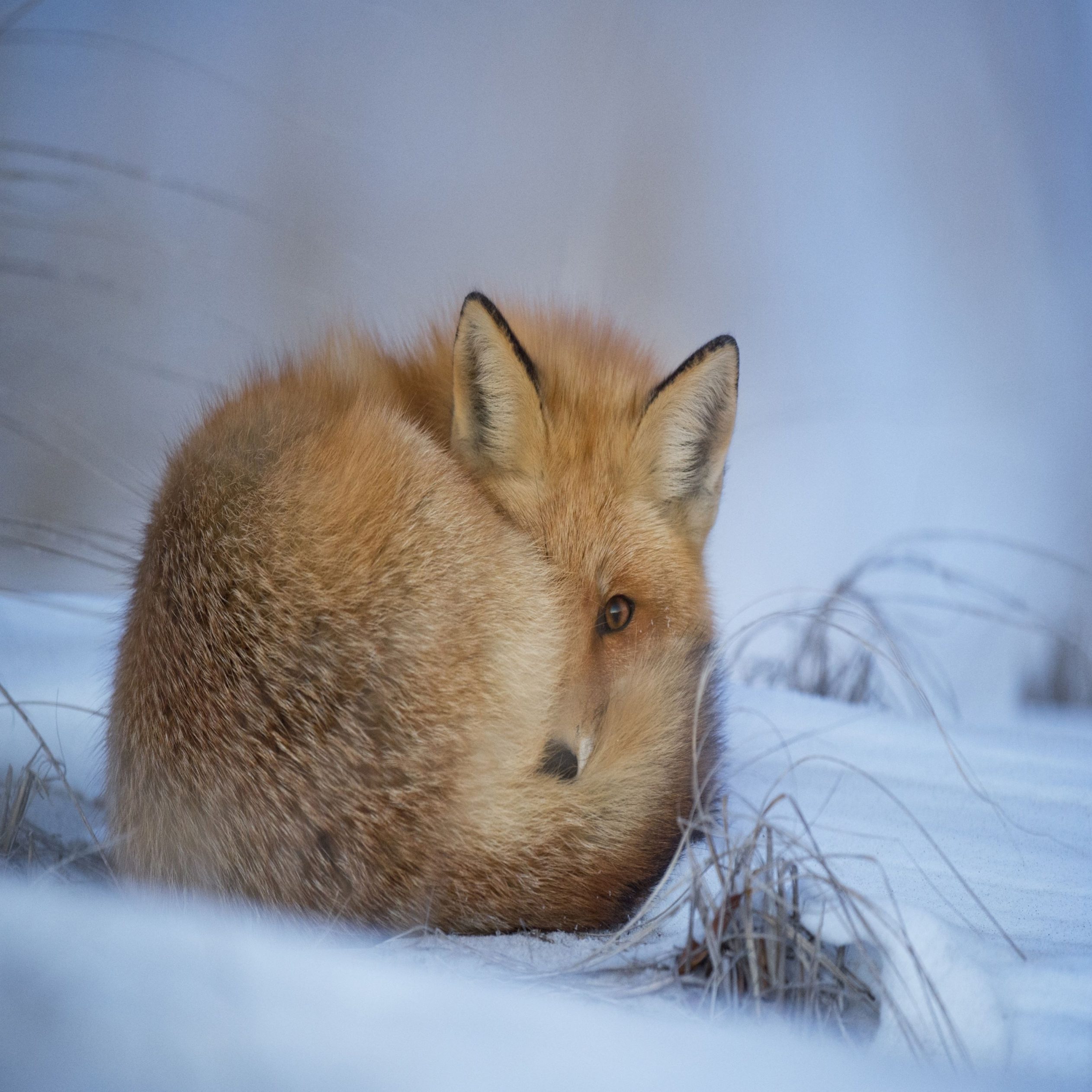 2524x2524 Parallax wallpaper 4k Fox Snow Ipad Wallpaper 2524x2524 pixels resolution