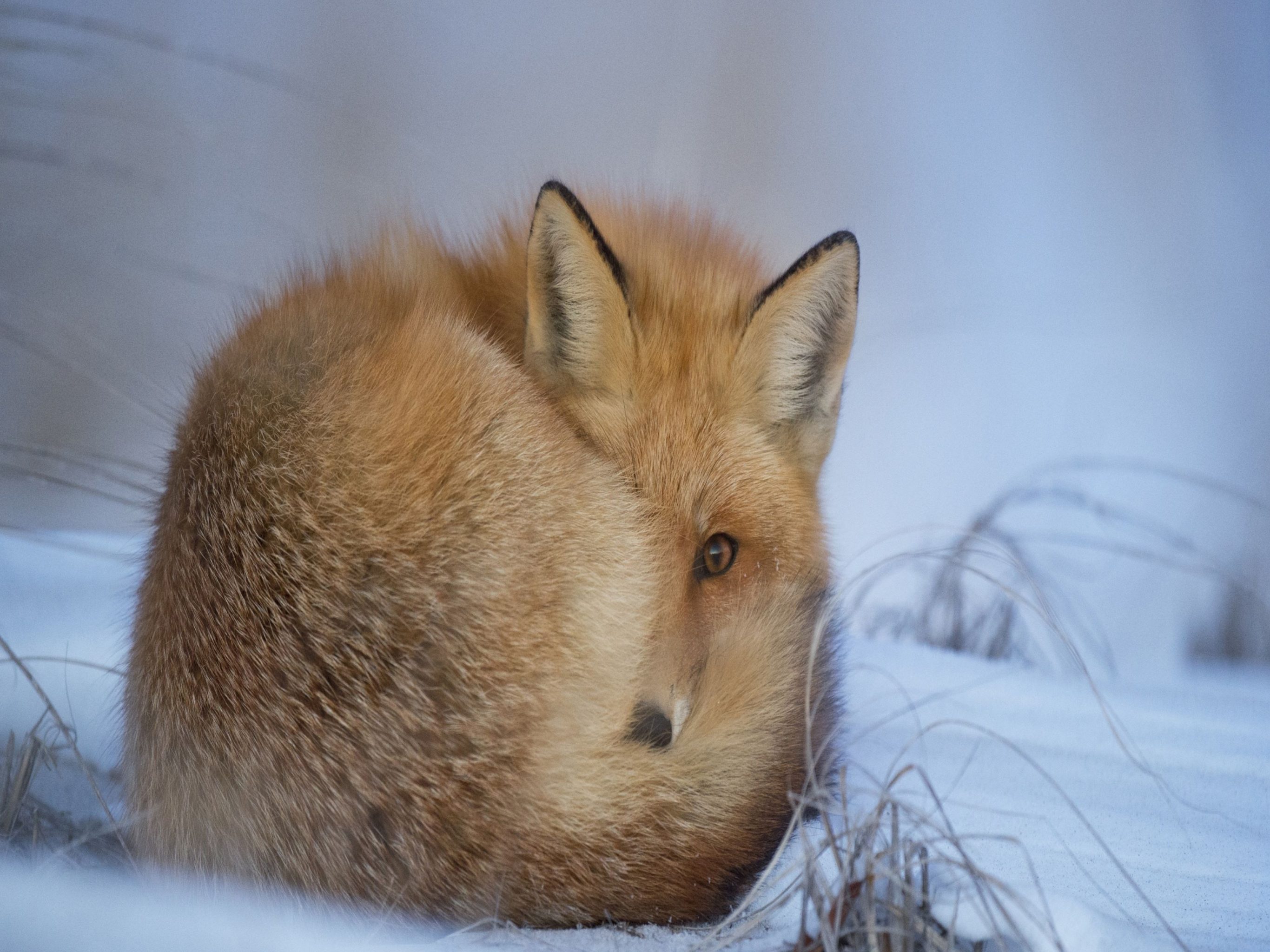 2732x2048 iPad air iPad Pro wallpapers Fox Snow Ipad Wallpaper 2732x2048 pixels resolution