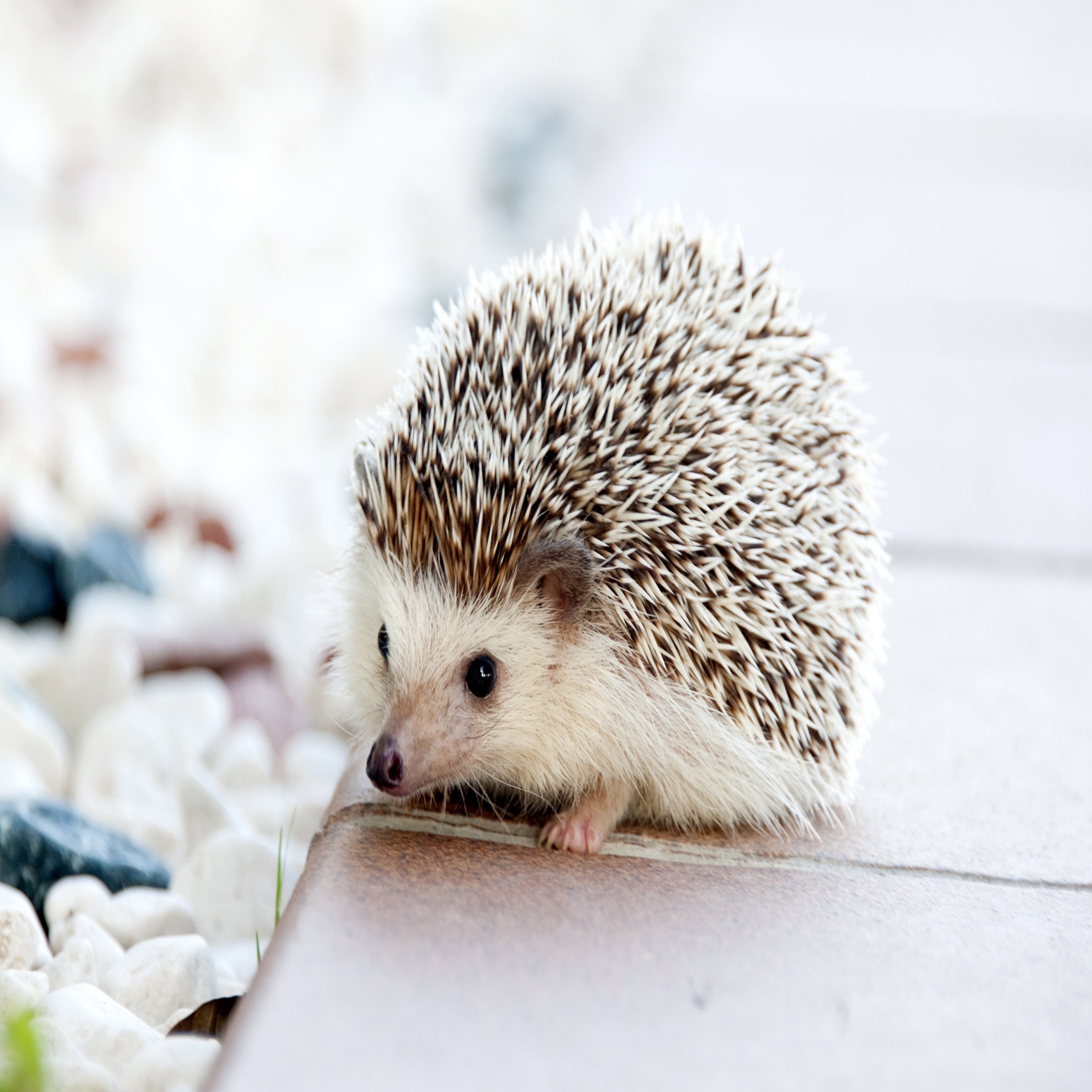 Hedgehog Baby Ipad Wallpaper50577