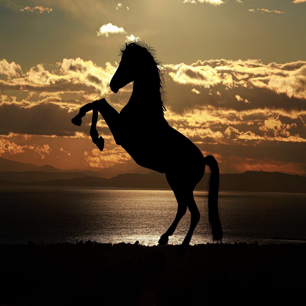 1024x1024 wallpaper 4k Horse Shadow Ipad Wallpaper 1024x1024 pixels resolution