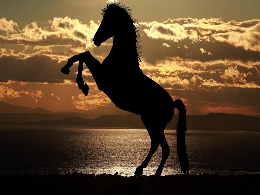 1024x768 wallpaper 4k Horse Shadow Ipad Wallpaper 1024x768 pixels resolution