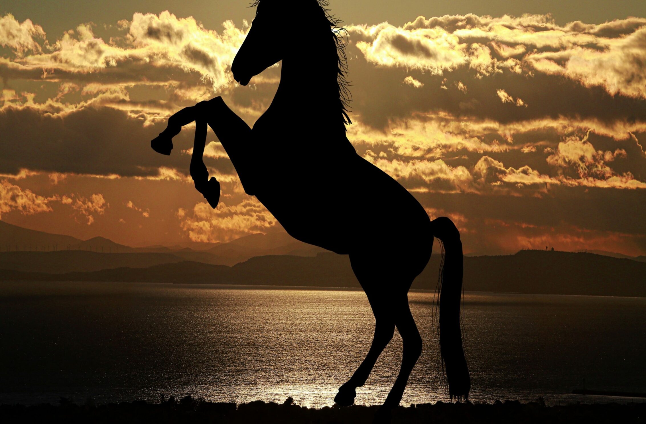 2266x1488 wallpaper Horse Shadow Ipad Wallpaper 2266x1488 pixels resolution