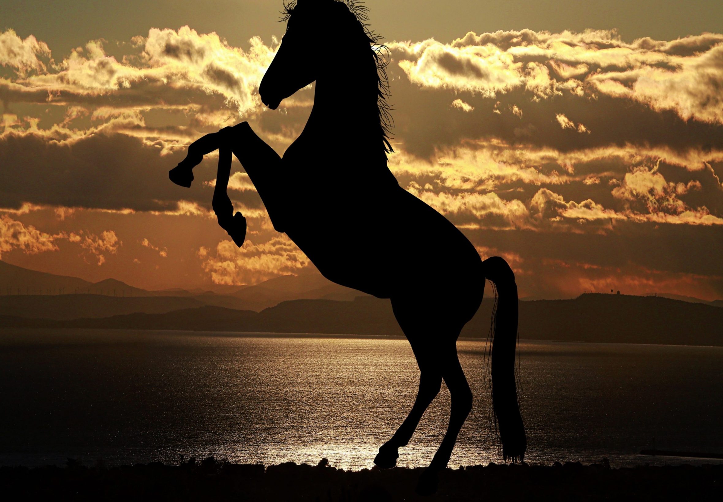 2360x1640 iPad Air wallpaper 4k Horse Shadow Ipad Wallpaper 2360x1640 pixels resolution