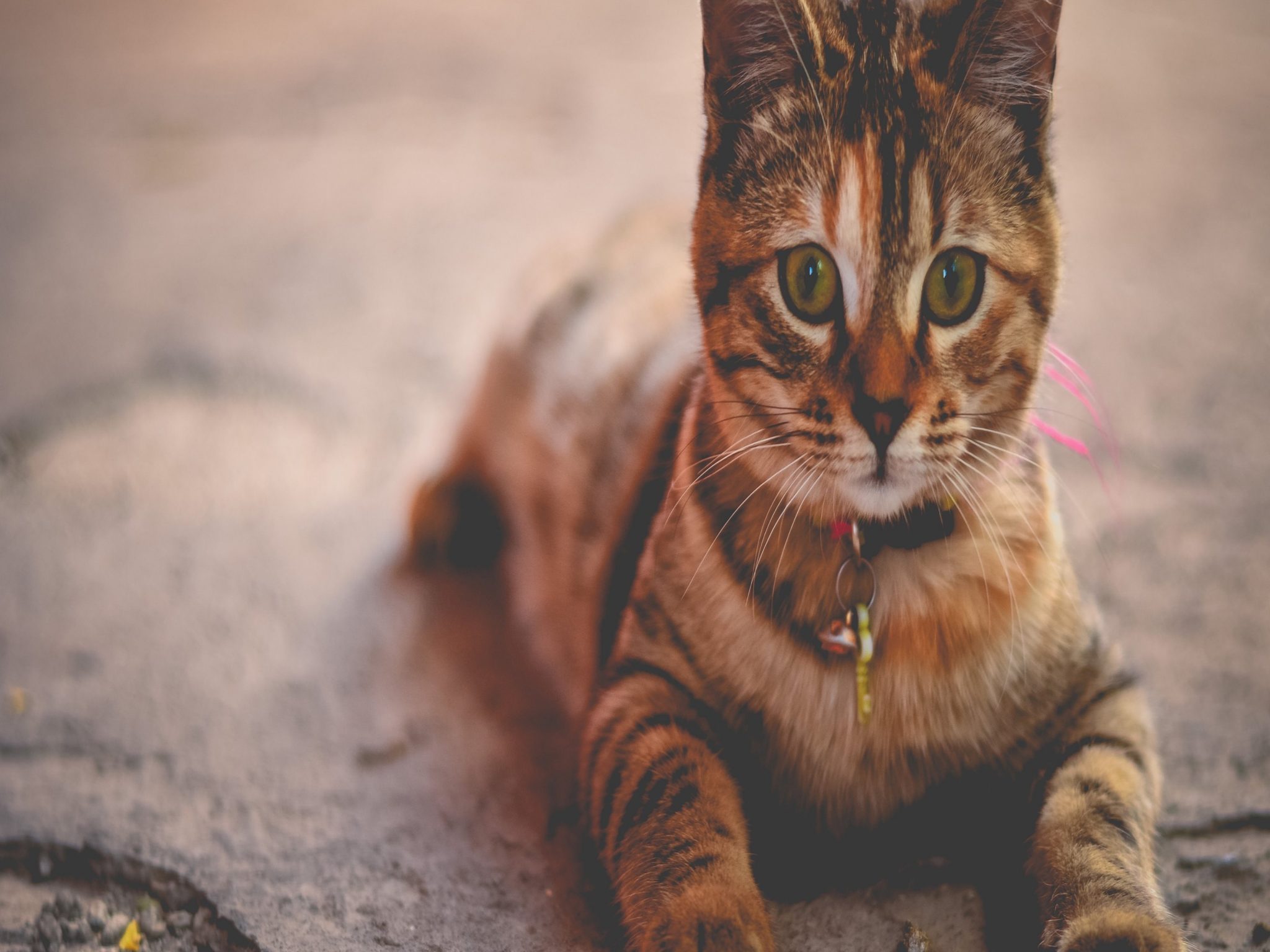 2048x1536 wallpaper Kitten Brown Ipad Wallpaper 2048x1536 pixels resolution