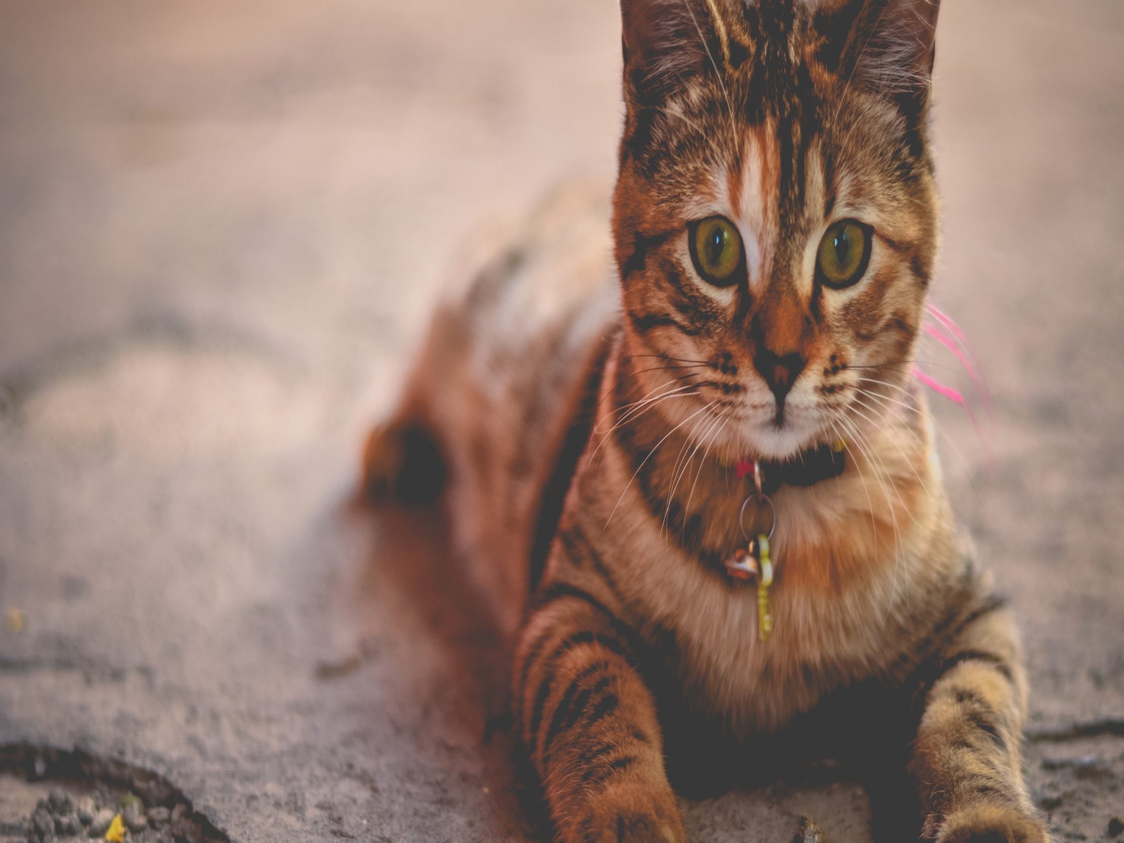 2224x1668 iPad Pro wallpapers Kitten Brown Ipad Wallpaper 2224x1668 pixels resolution