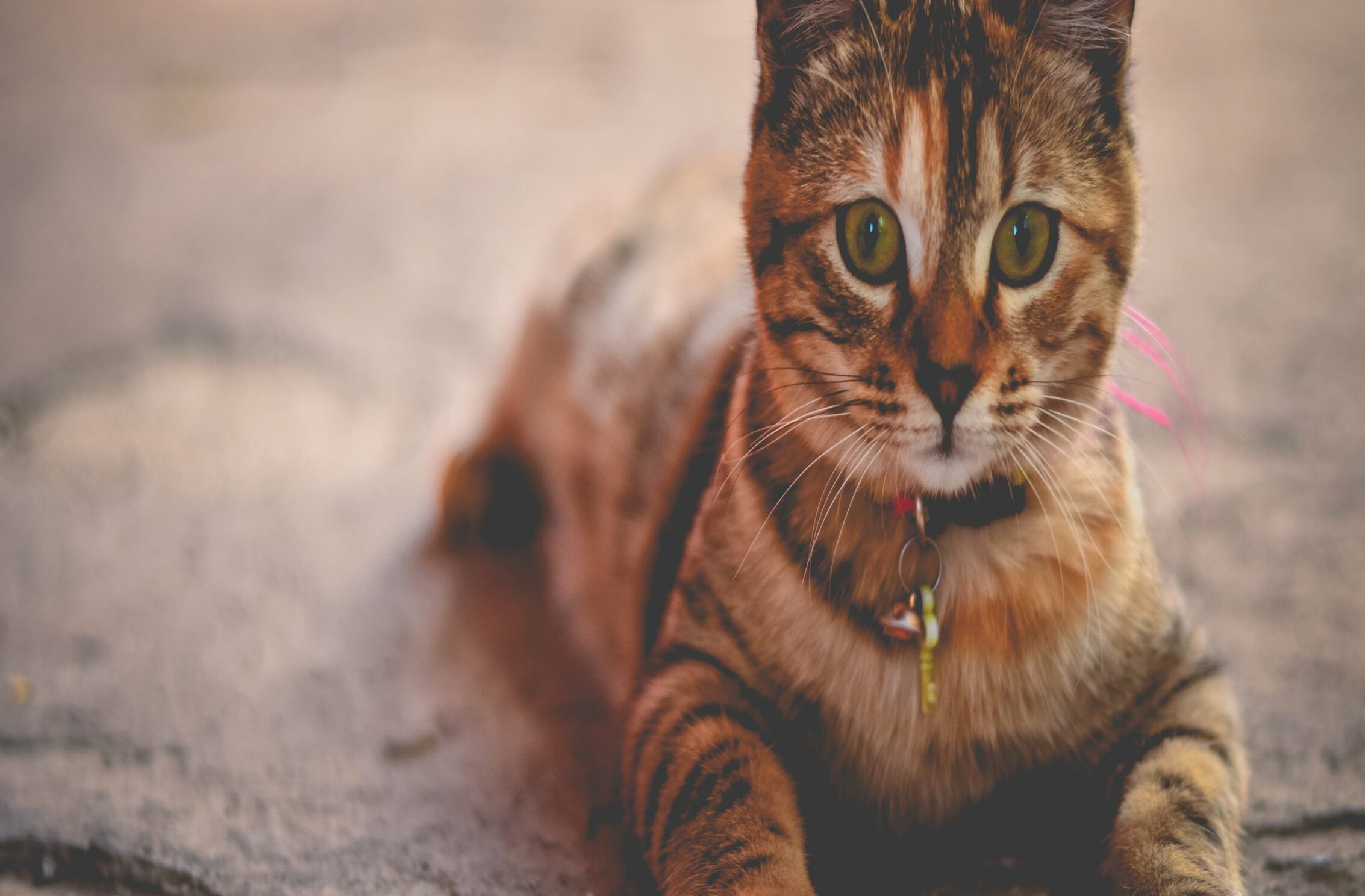 2266x1488 wallpaper Kitten Brown Ipad Wallpaper 2266x1488 pixels resolution