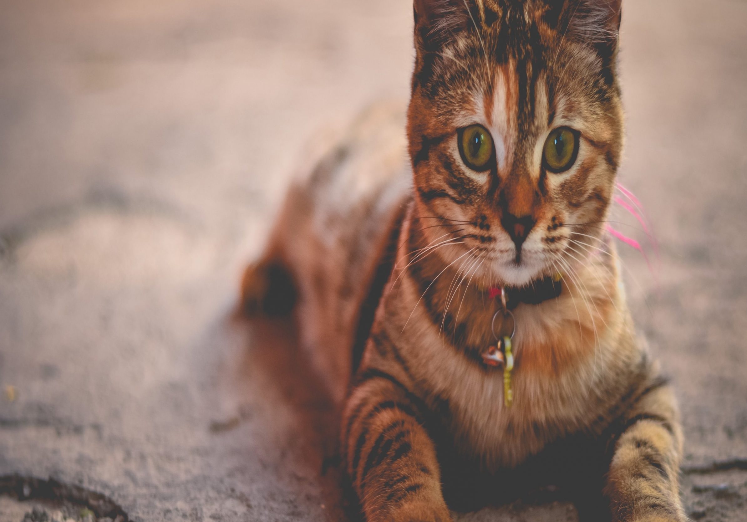 2388x1668 iPad Pro wallpapers Kitten Brown Ipad Wallpaper 2388x1668 pixels resolution