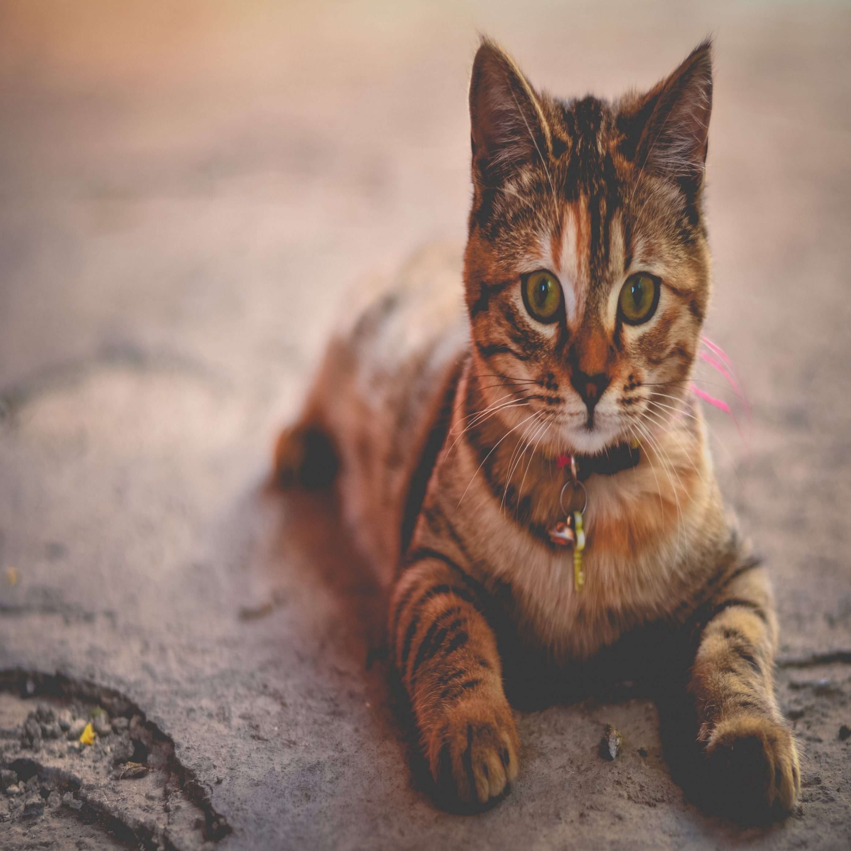 2780x2780 Parallax wallpaper 4k Kitten Brown Ipad Wallpaper 2780x2780 pixels resolution