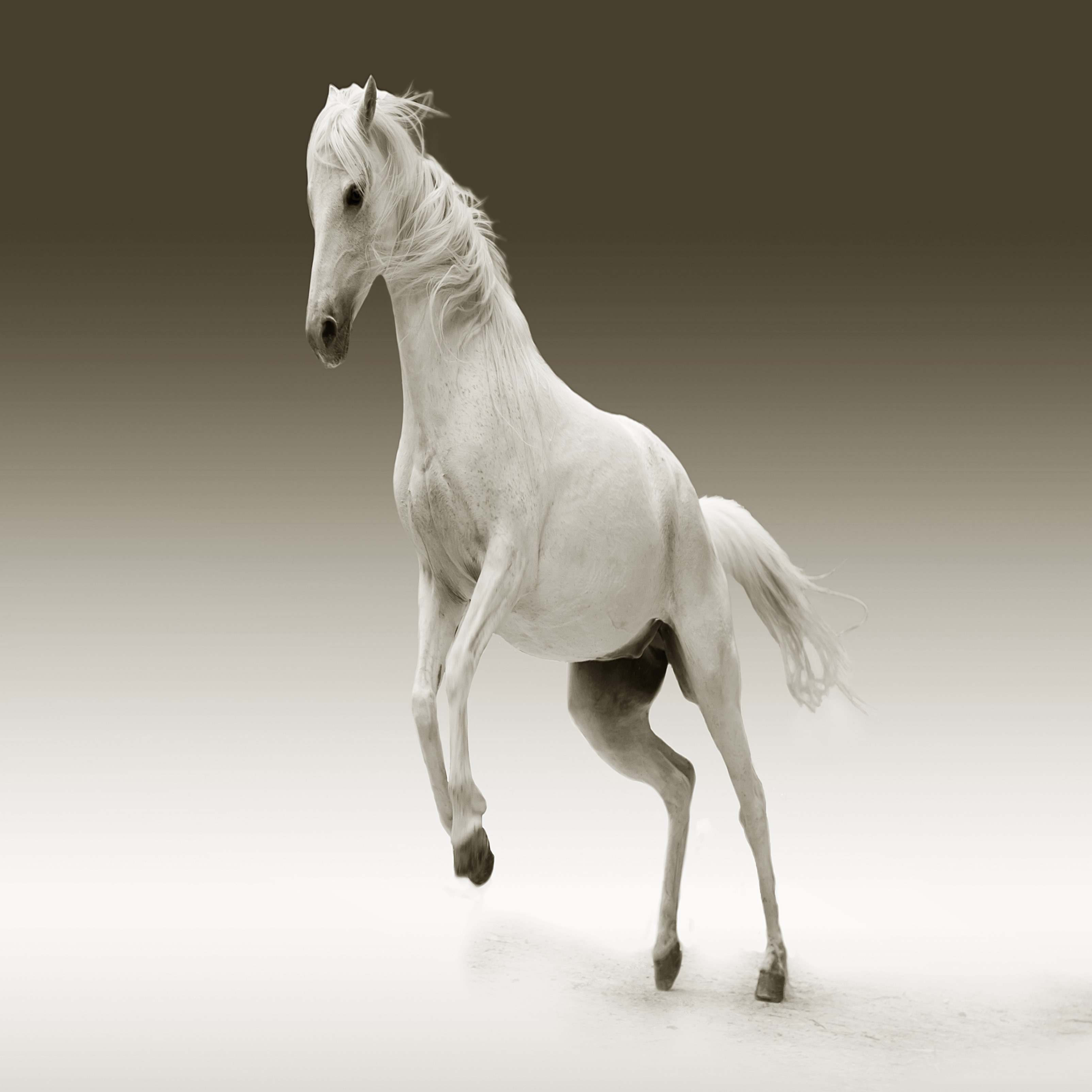 iPad Wallpapers Mare Animal Ipad Wallpaper45164 3208x3208 px