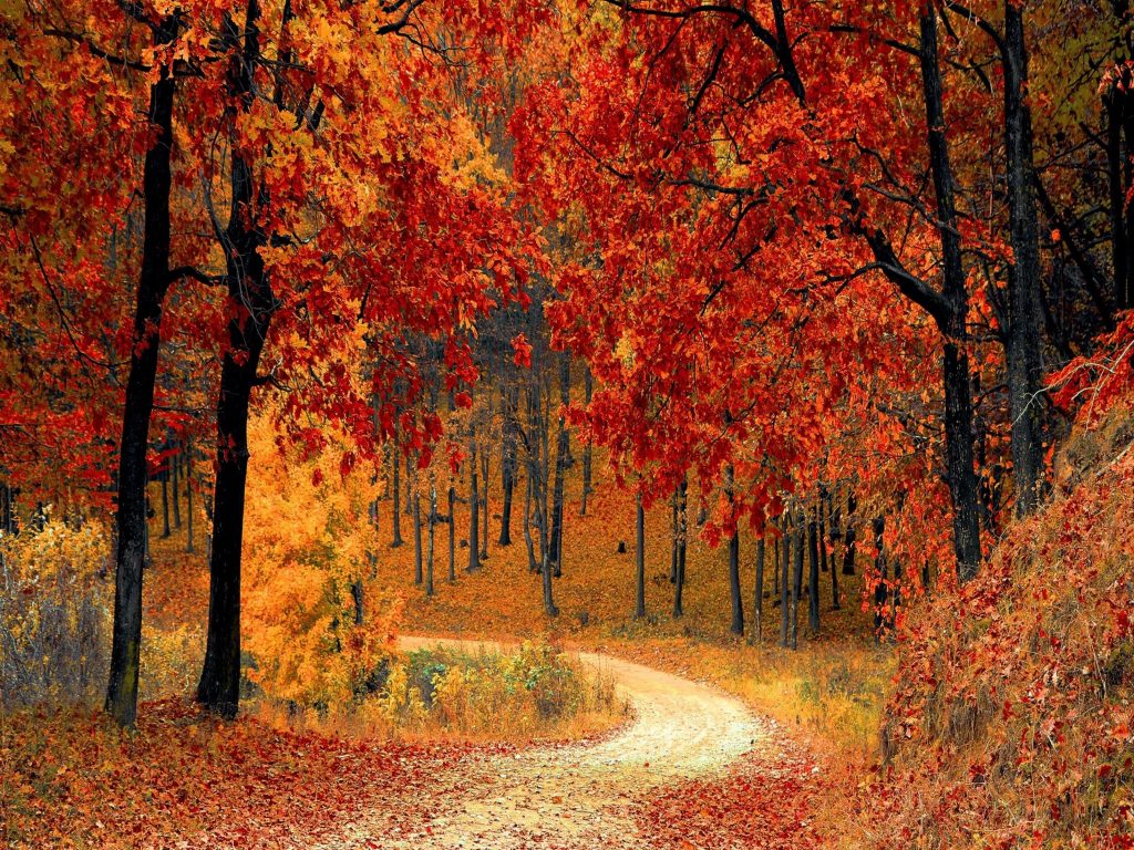 1024x768 wallpaper 4k Red Autumn Ipad Wallpaper 1024x768 pixels resolution