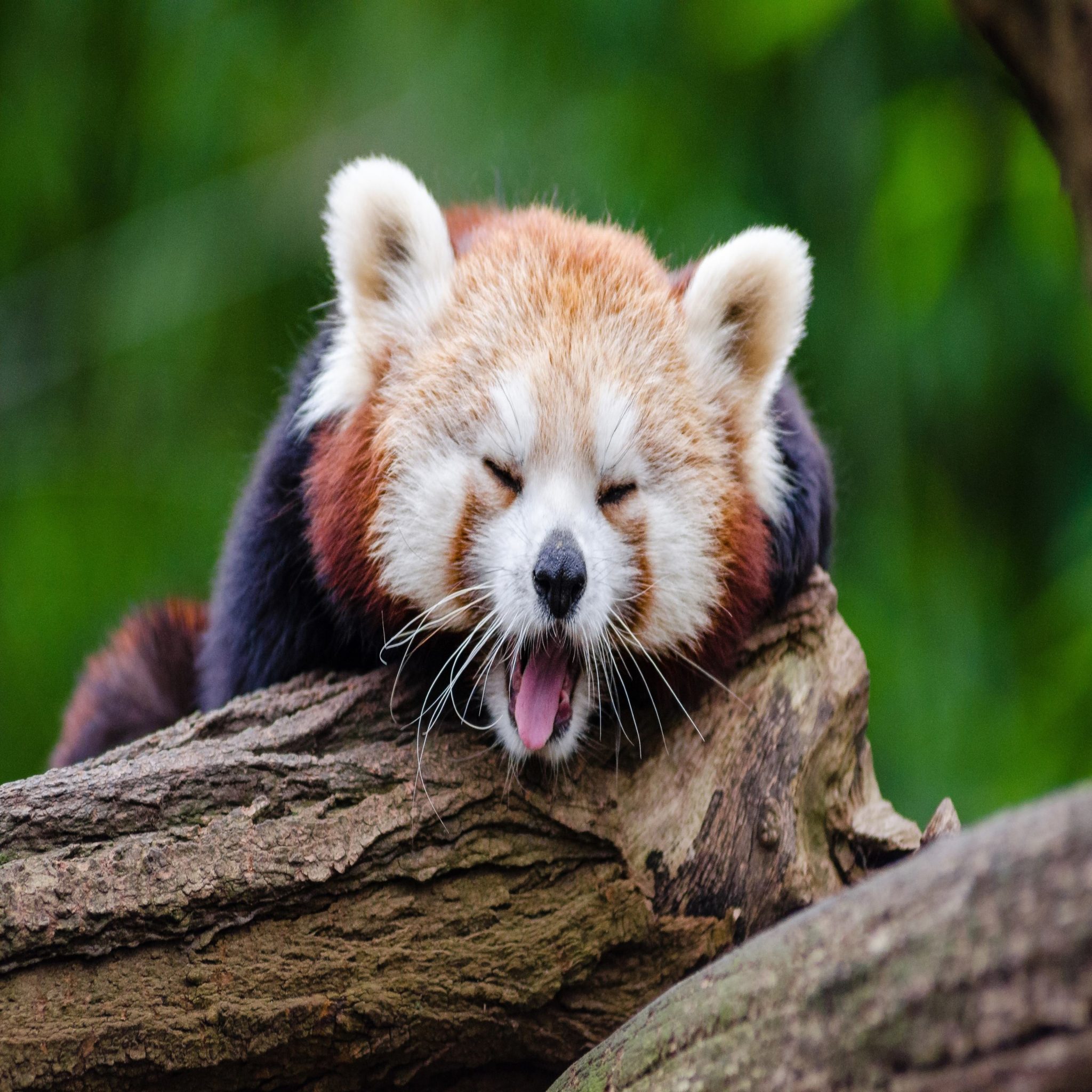 2048x2048 wallpapers iPad retina Red Panda Ipad Wallpaper 2048x2048 pixels resolution