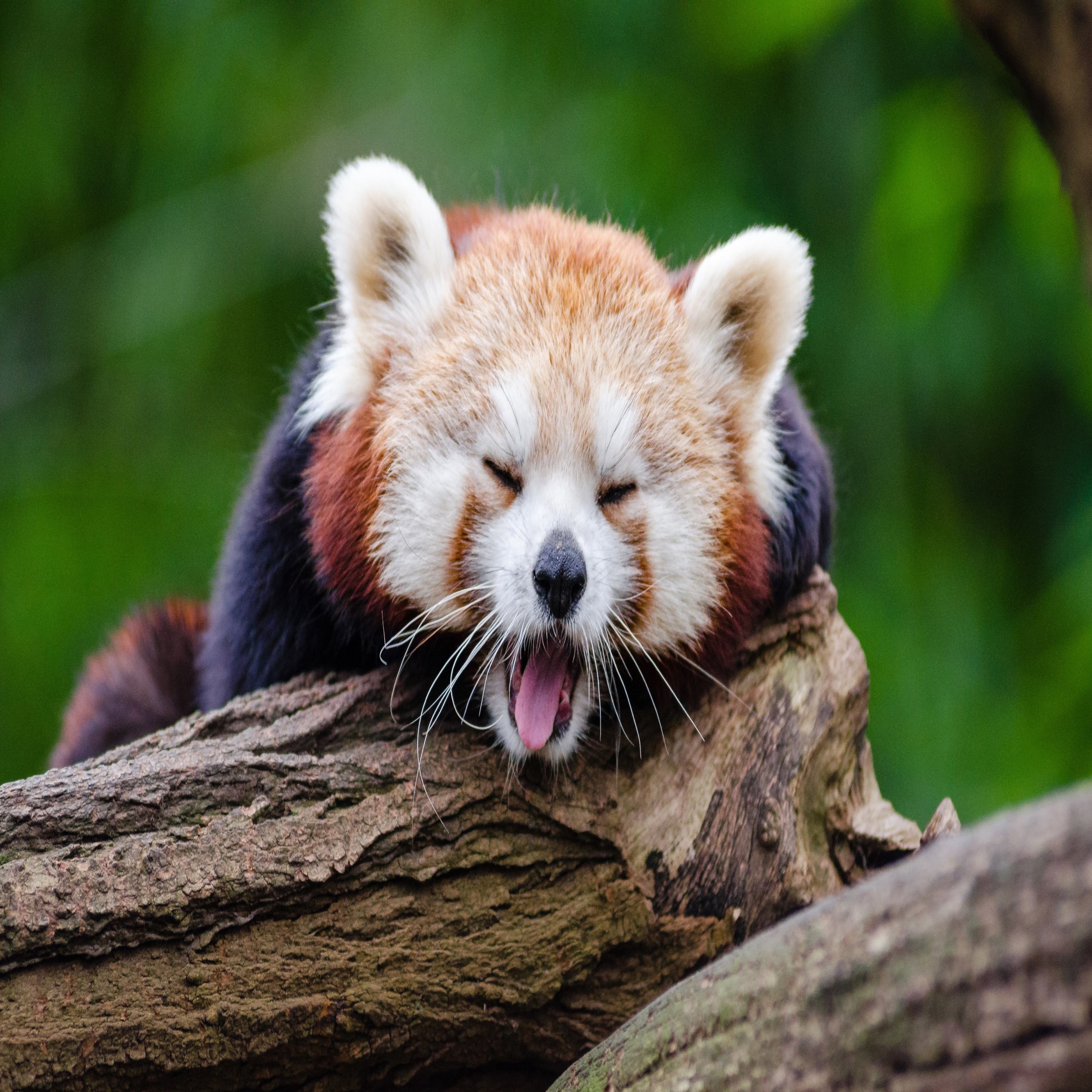 iPad Wallpapers Red Panda Ipad Wallpaper 3208x3208 px