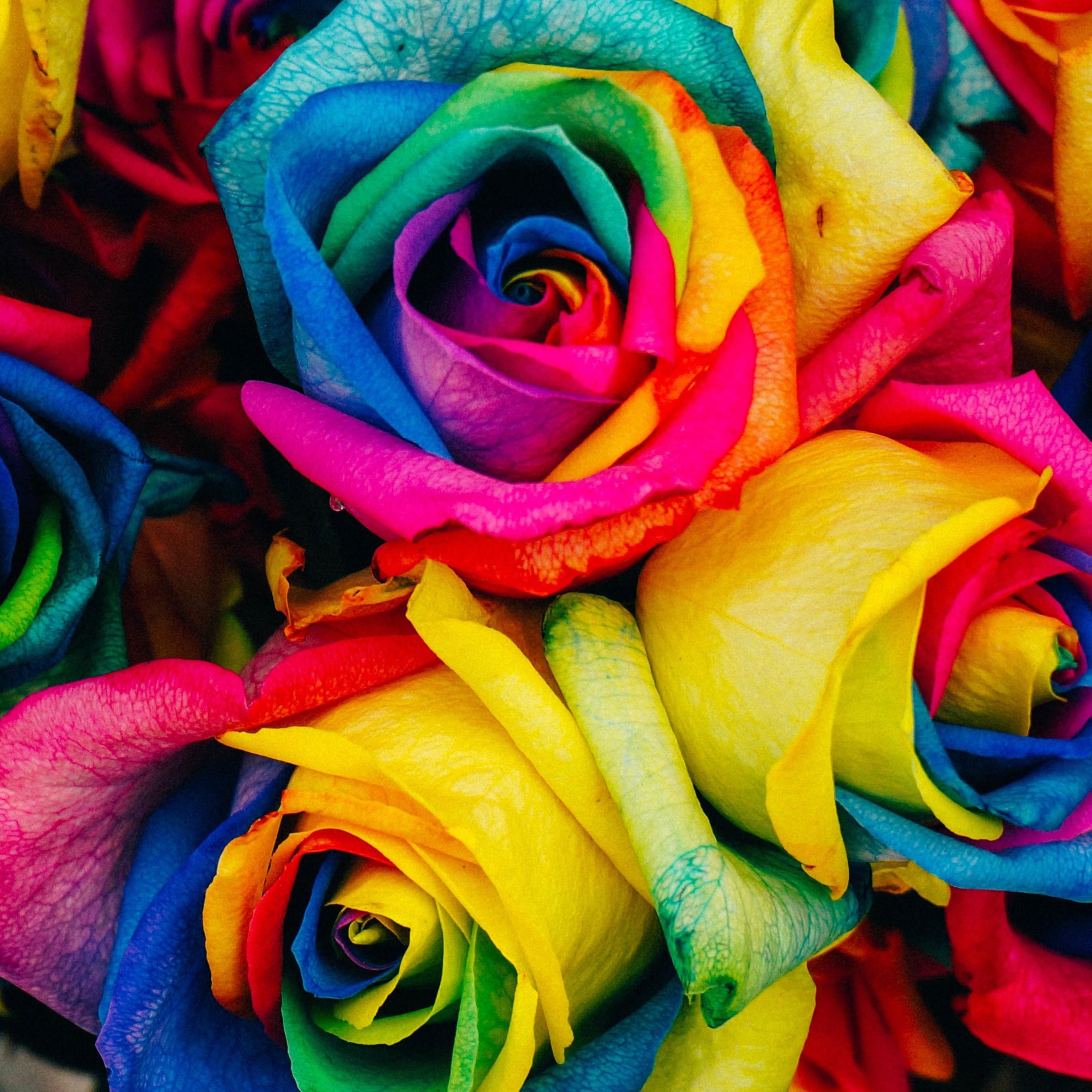 Download HD iPad Wallpapers 4k Roses Mutilcolors Ipad Wallpaper 3208x3208 pixels 