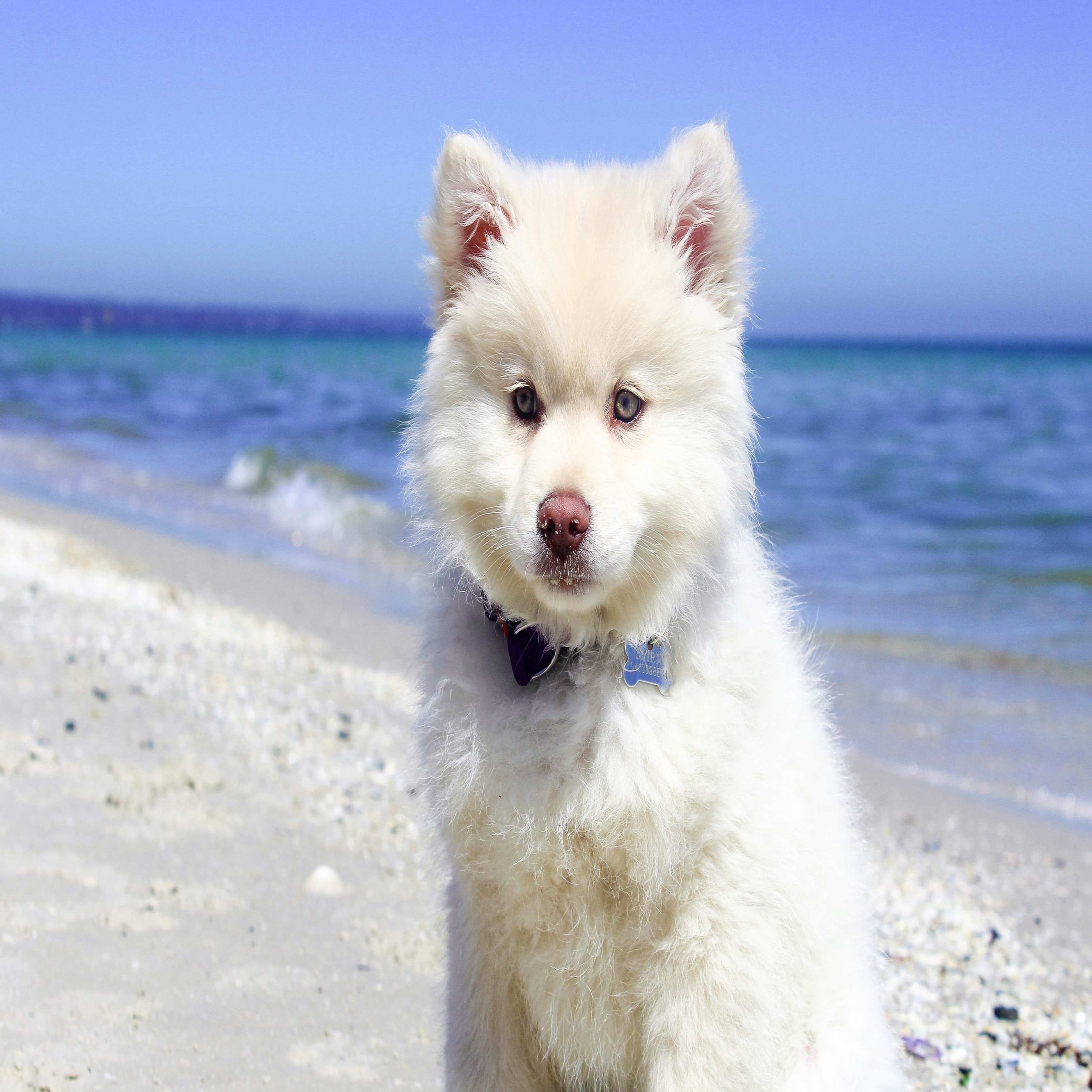 White Puppy Beach Ipad Wallpaper