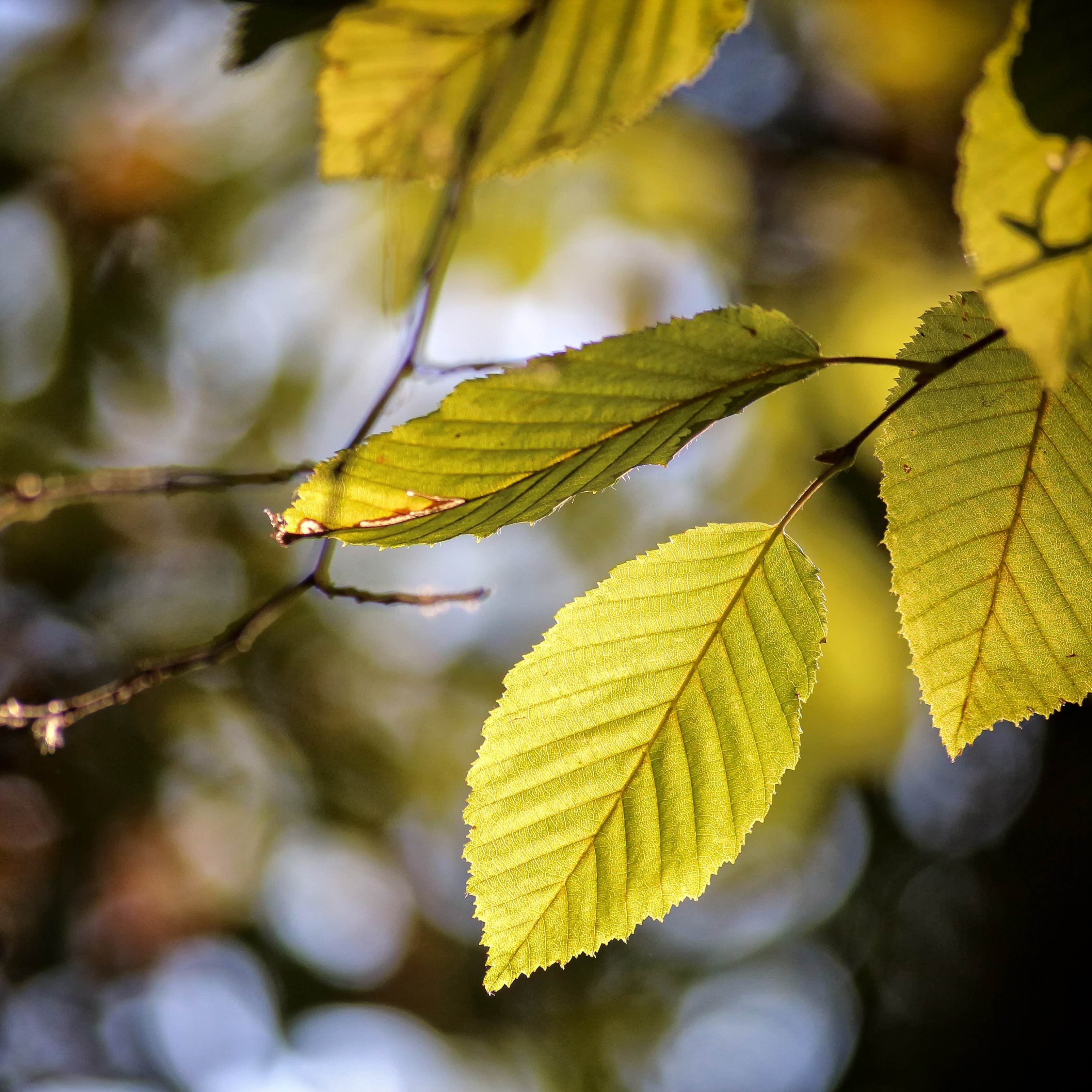 Aesthetic Beech Leaves Plant Autumn iPad Wallpaper